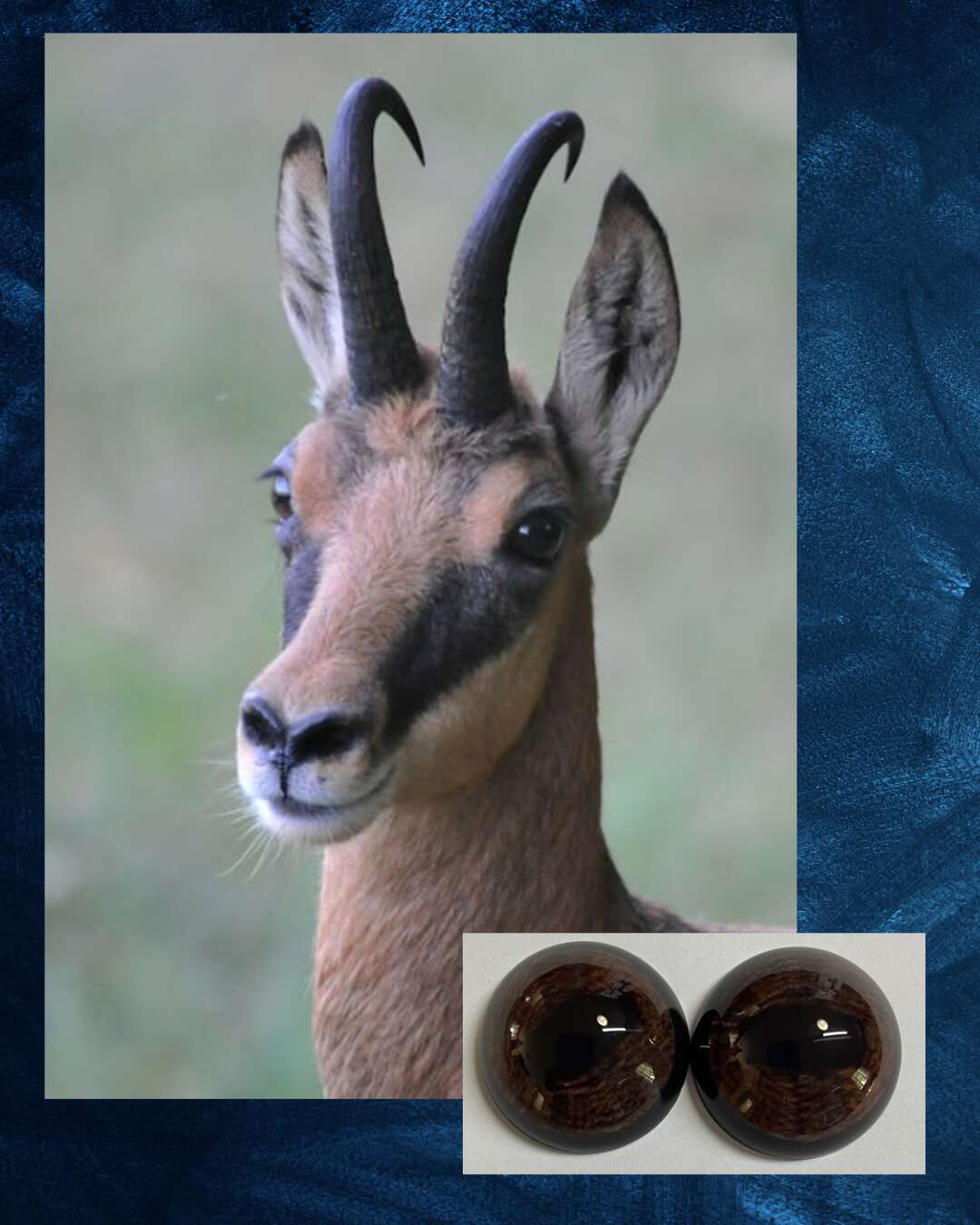 Chamois Eye - Oval Pupil with Dark Brown Iris with light brown mottling (CH)