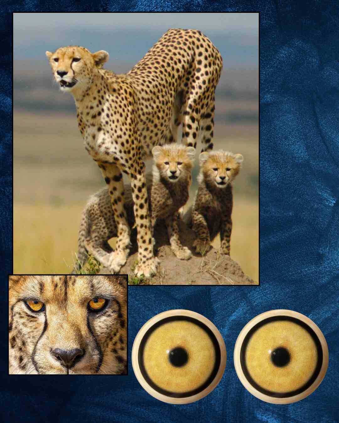 Cheetah Eye - Round pupil with yellow iris (CHEYB)