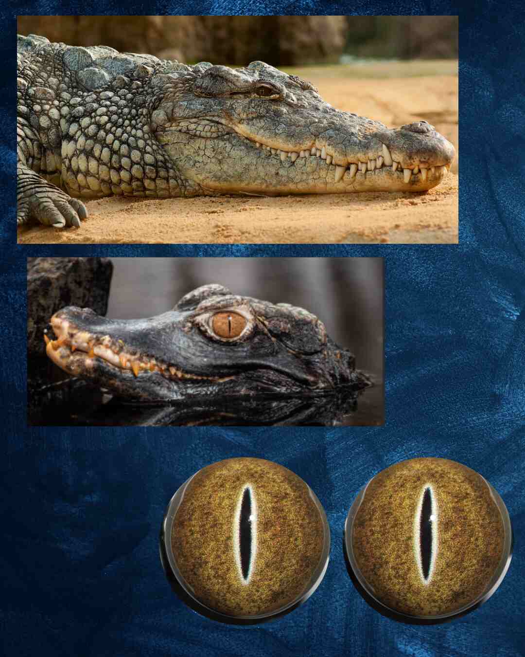 Crocodile Eye - Slit Pupil with Yellow Brown Iris and brown spots (CLB)