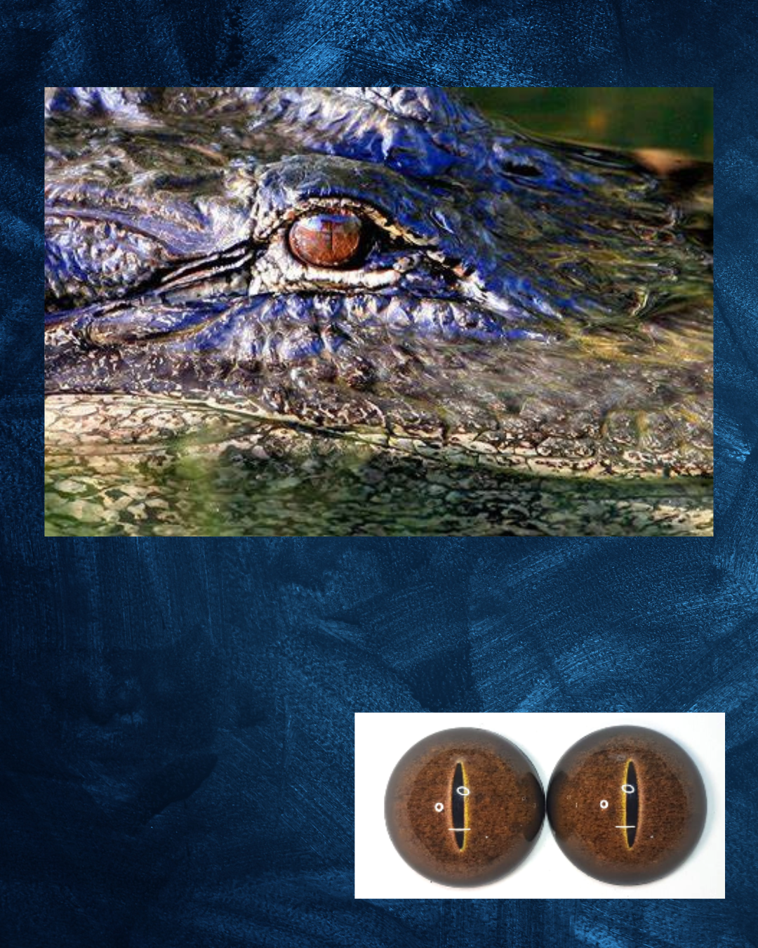 Crocodile Eye - Split Pupil with Brown Iris and black spots (CDB)