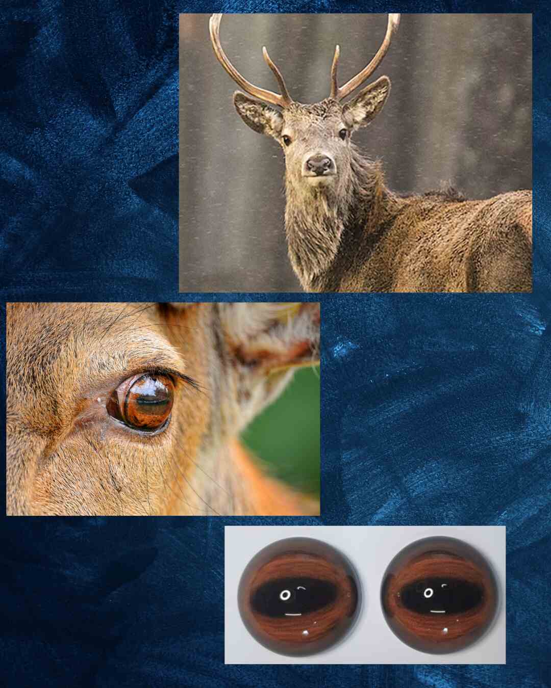 Deer Eye - Oval Pupil with reddish brown to brown Iris and black veins (ELKLB)