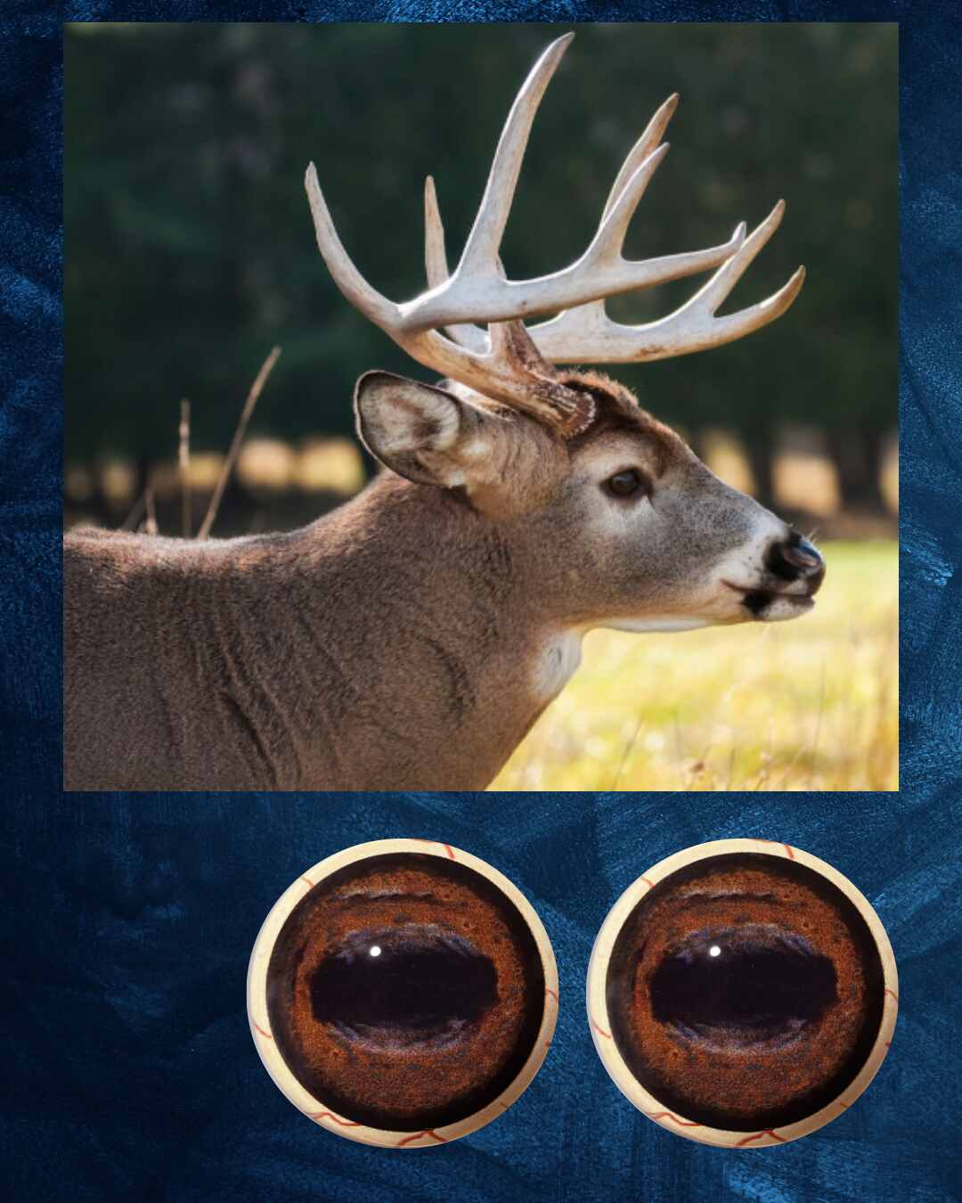 Deer Eye - Oval Pupil with medium red brown Iris (FDD)