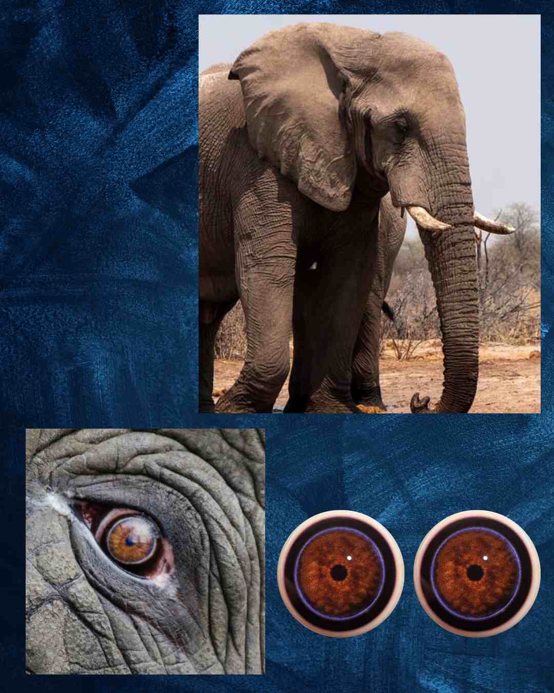 Elephant Eye - Round pupil with mottled Brown Irus and black and blue outer ring (ELD)