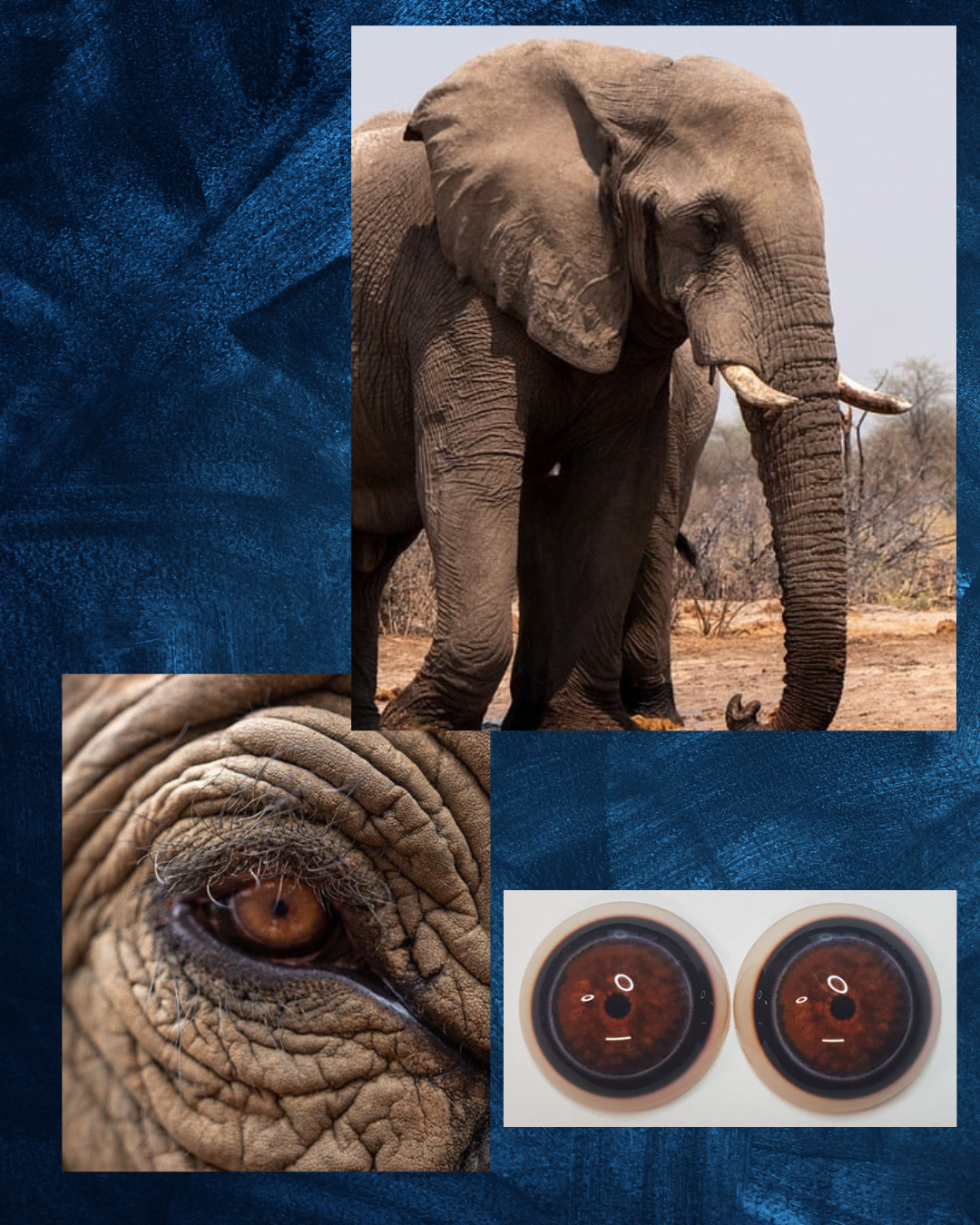 Elephant Eye - Round pupil with mottled Brown Irus and black and blue outer ring (ELD)