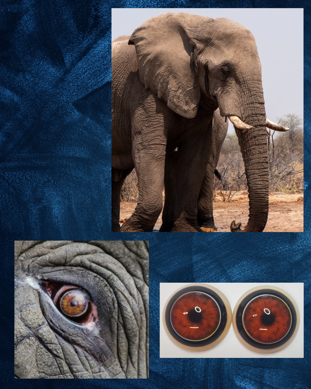 Elephant Eye - Round Pupil with Radial reddish brown Irus and white and black outer ring (ELL)