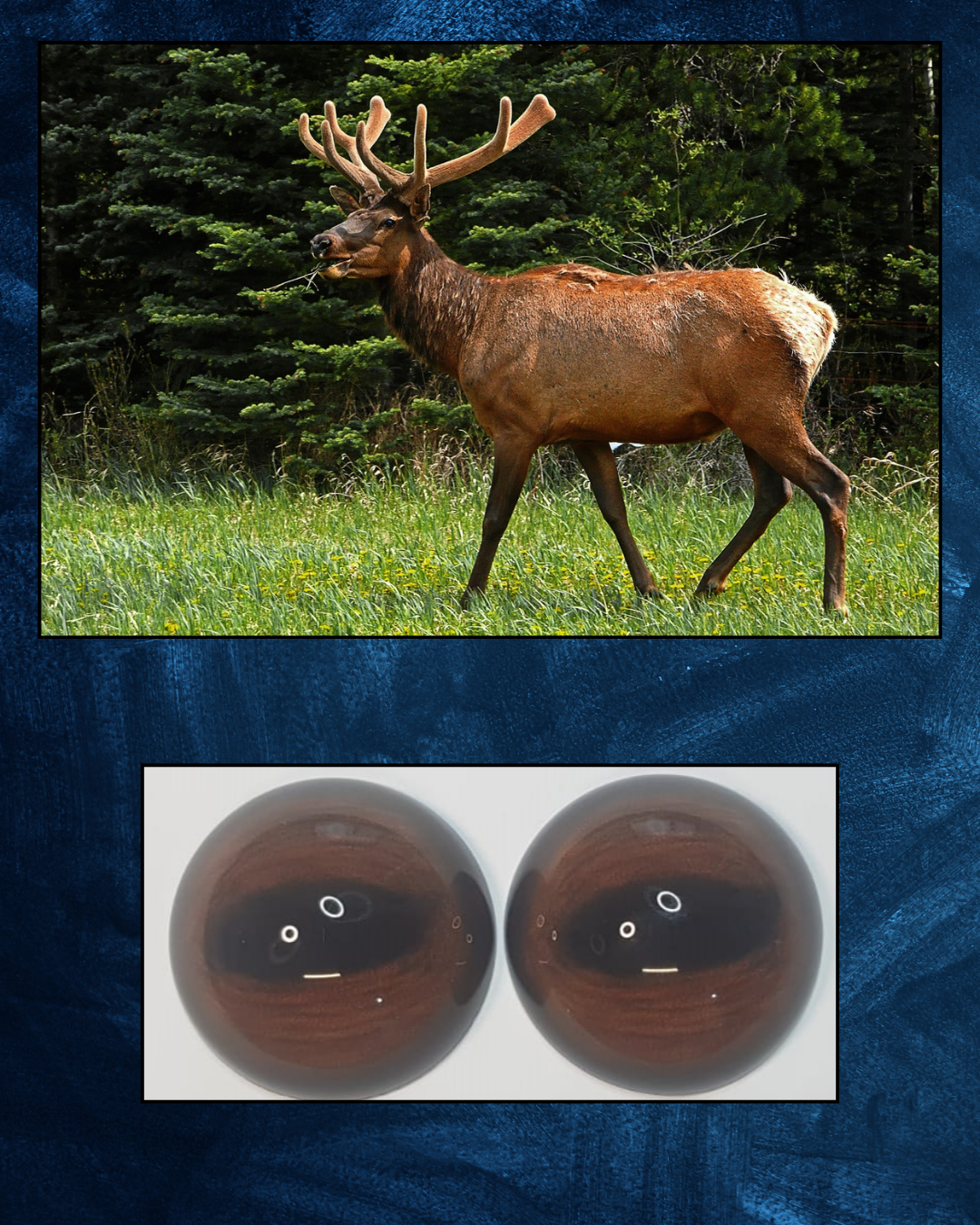 Elk Eyes - Oval Pupil with Warm Brown Iris and black circular veins (ELKB)