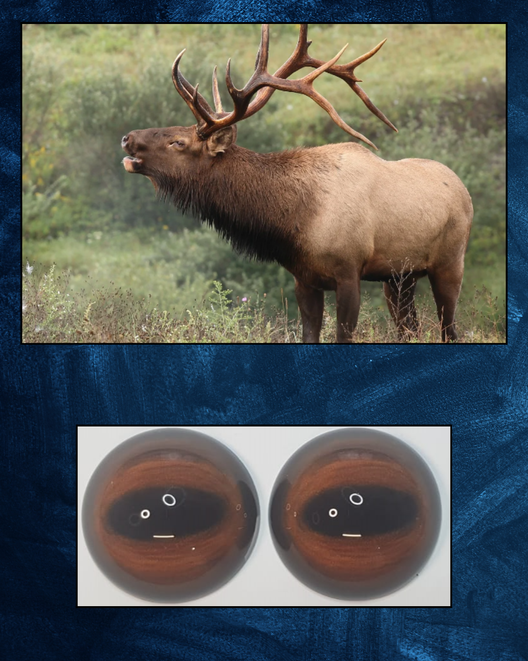 Elk Eyes - Oval Pupil with reddish brown to brown Iris and black veins (ELKLB)