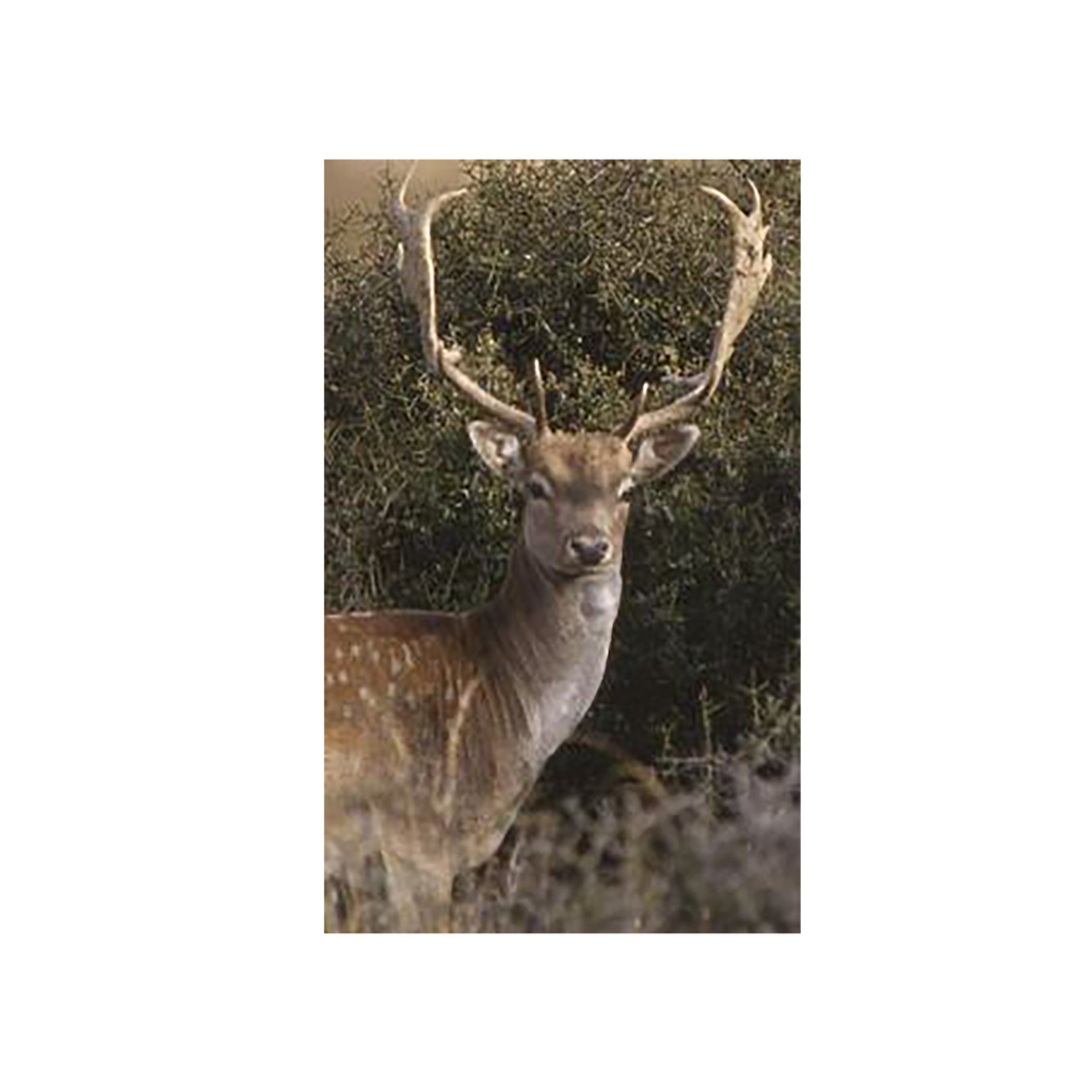 Fallow Deer - Dark Eye (FDD)