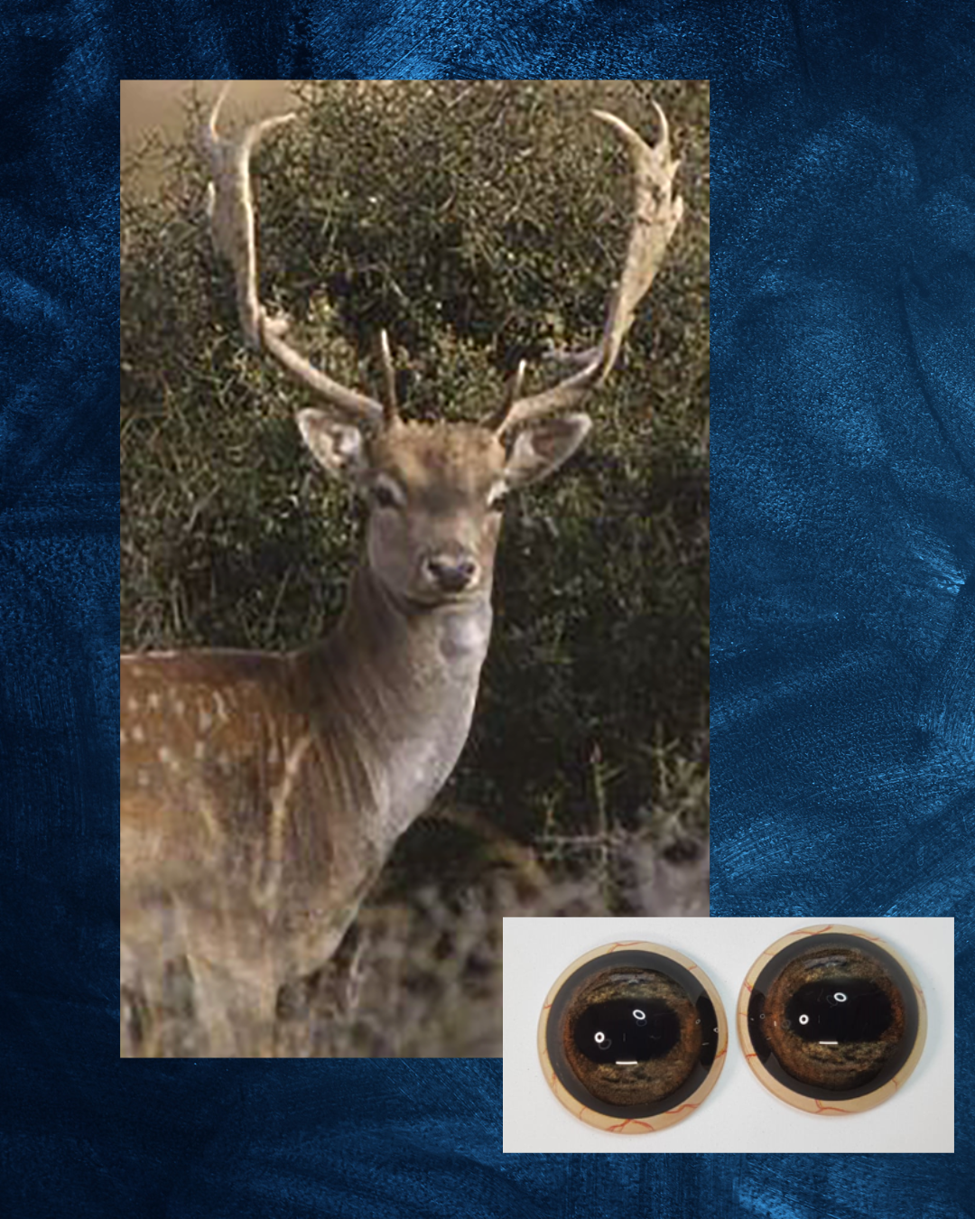 Fallow Deer - Oval Pupil with Mottled Blue-Grey Iris (FDM)