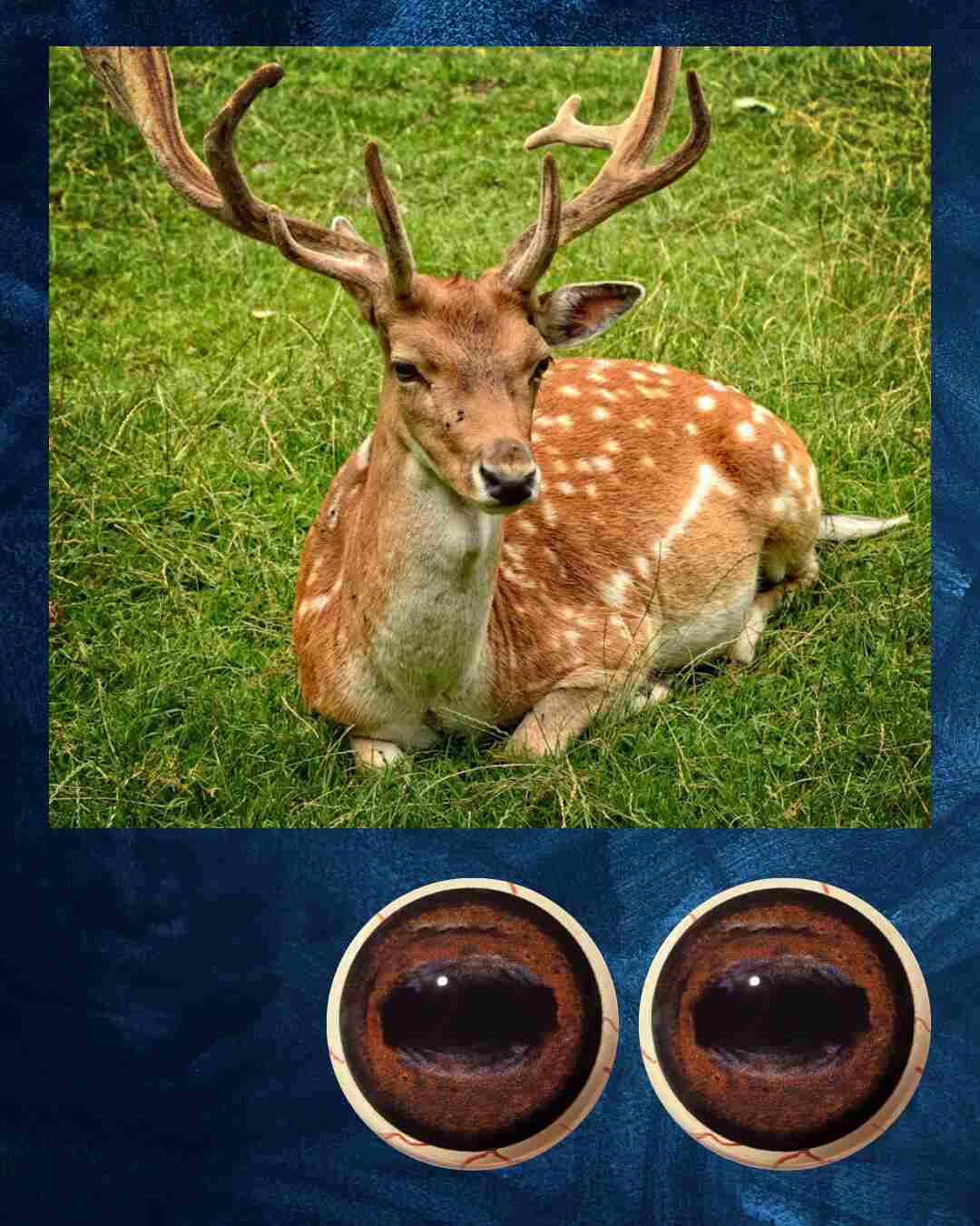 Fallow Deer Eye - Oval Pupil with medium red brown Iris (FDD)