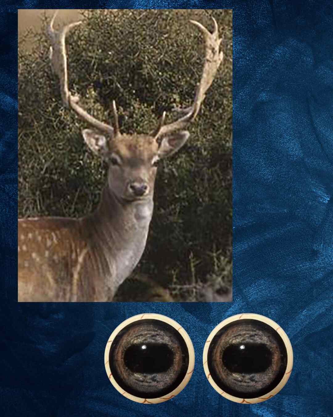 Fallow Deer - Oval Pupil with Mottled Blue-Grey Iris (FDM)
