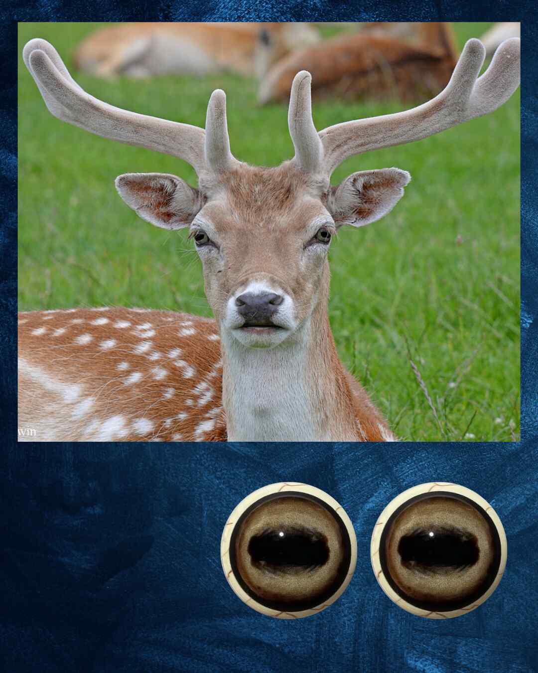 Fallow Deer - Oval Pupil with creamy light brown Iris (FDL)