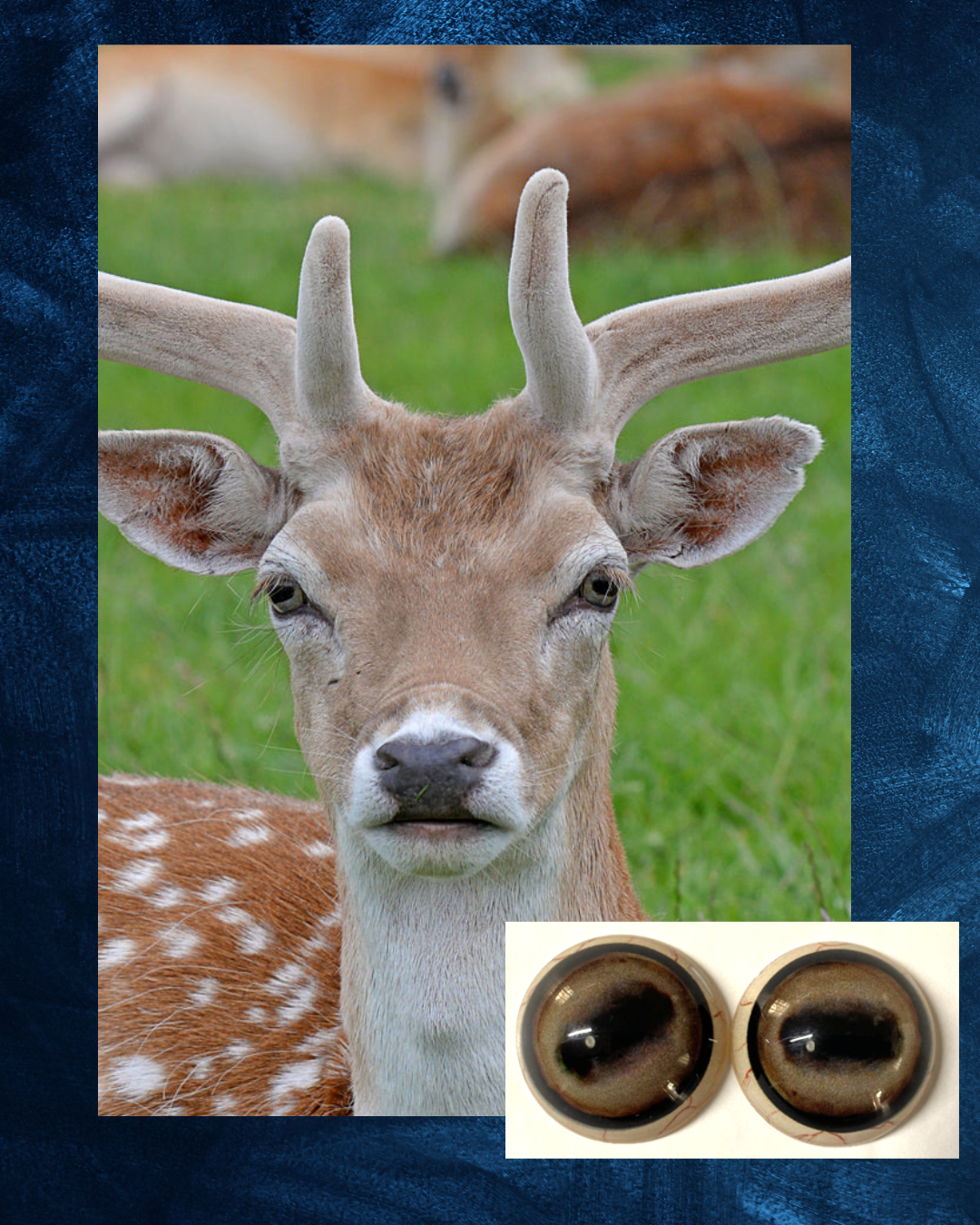 Fallow Deer - Oval Pupil with creamy light brown Iris (FDL)