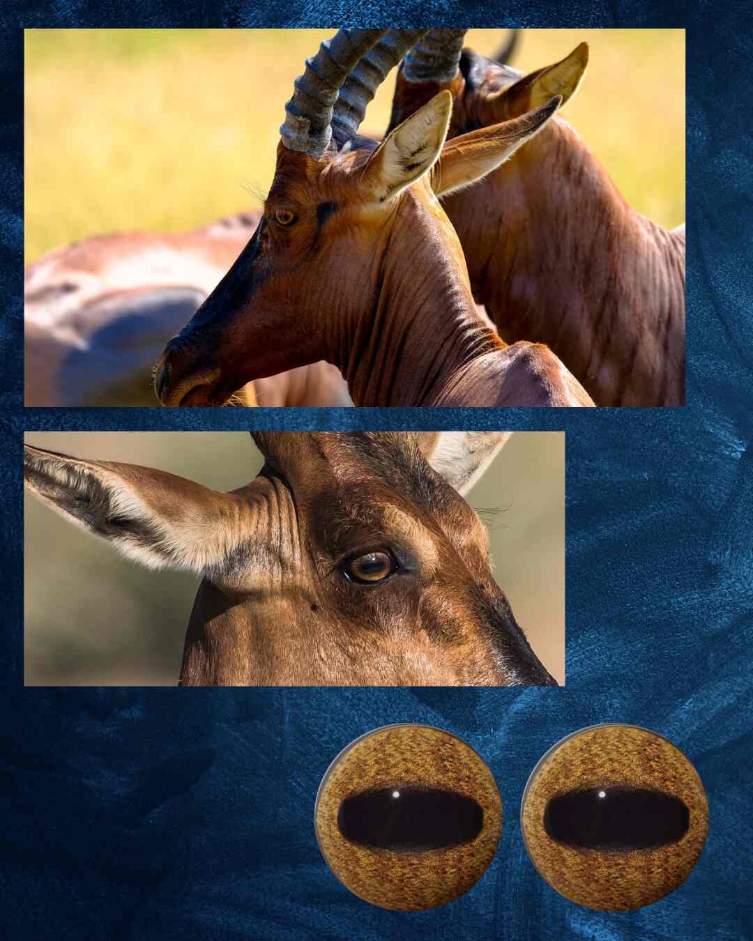 Hartebeest Eye - Oval pupil with Khaki Brown Iris (HBD)