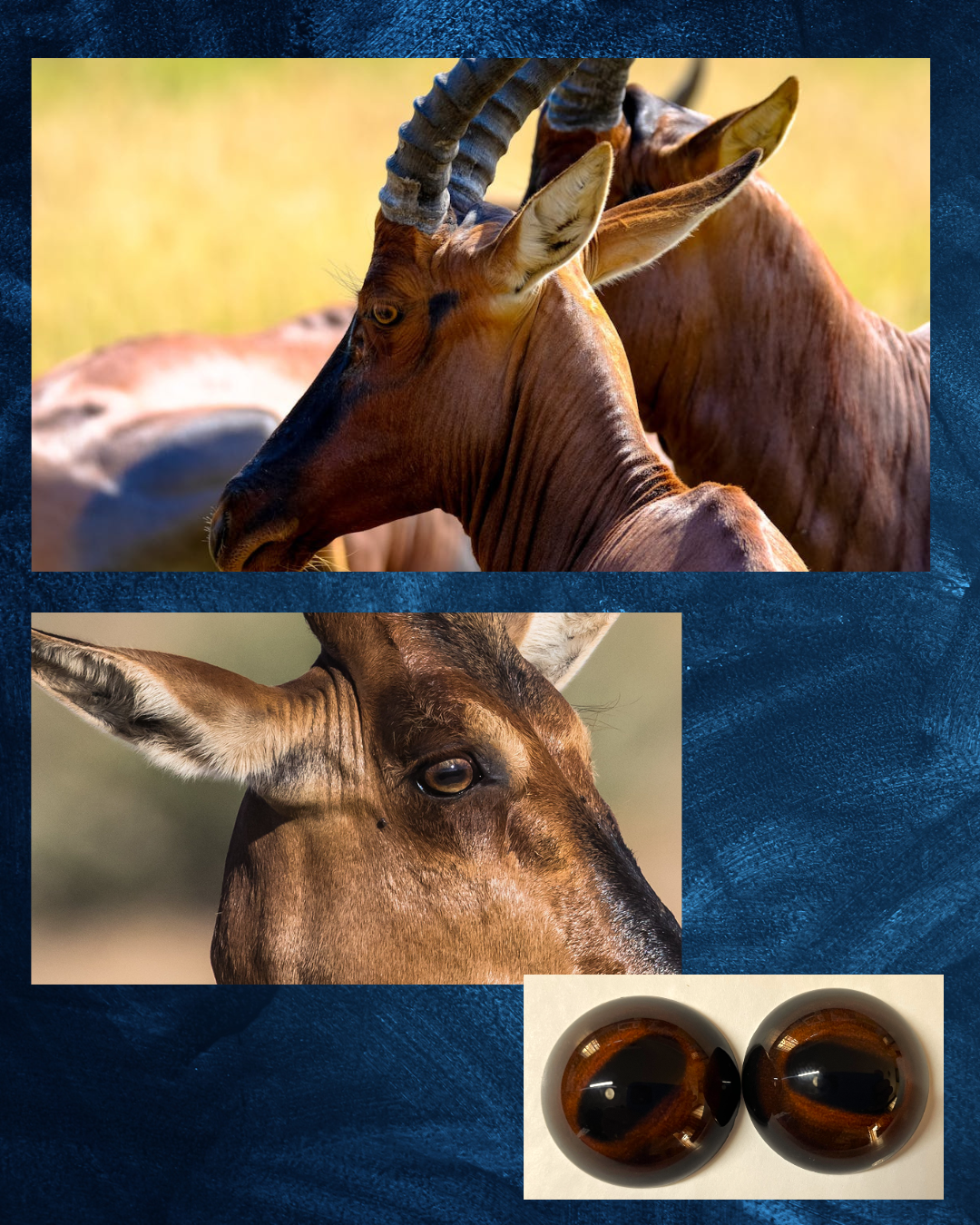 Hartebeest Eye - Oval Pupil with Redish Brown to Brown Iris (BWBR)