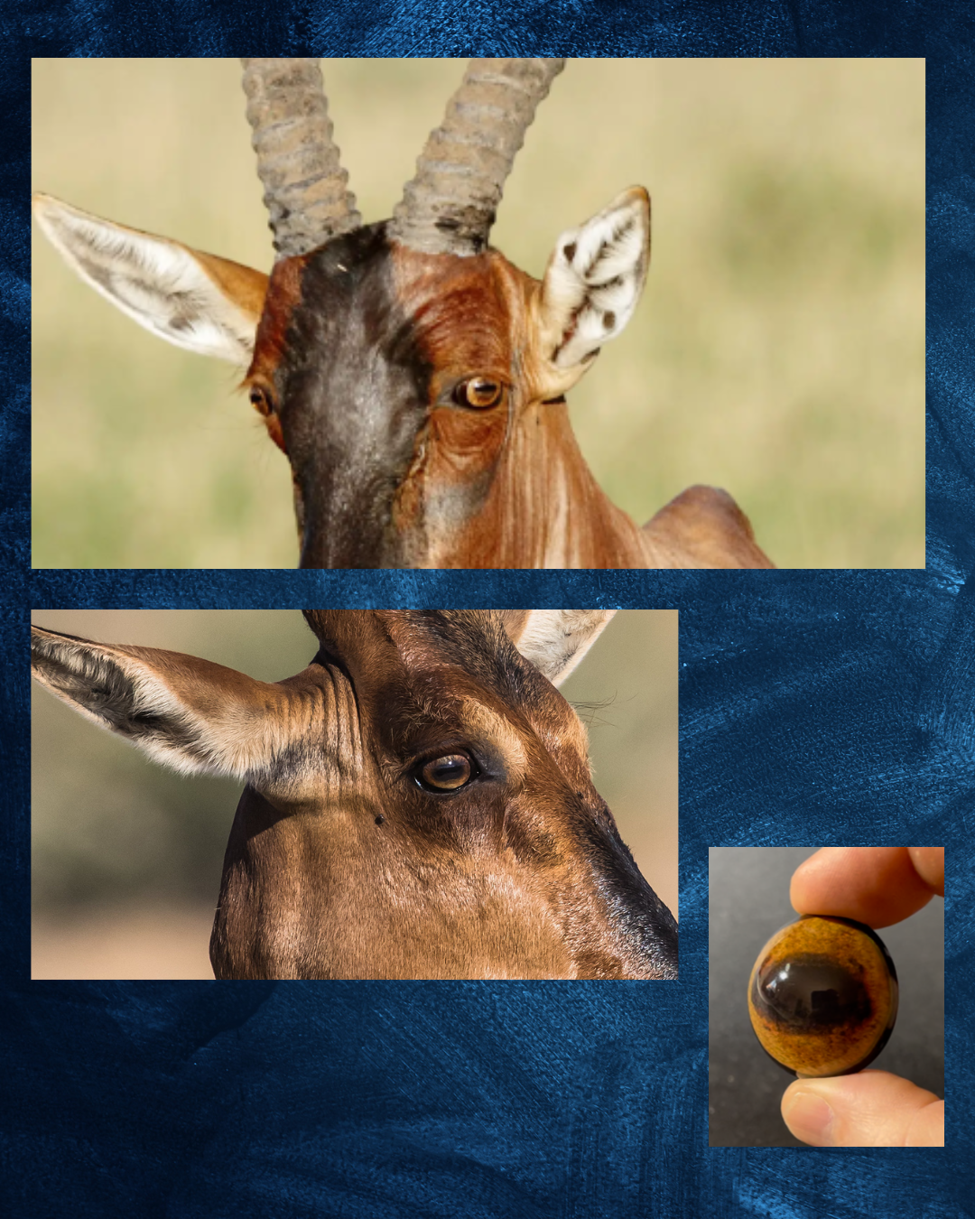 Hartebeest Eye - Oval pupil with Khaki Brown Iris (HBD)