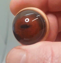 Hippo - Small horizontal split pupil with brown iris and blue and black outer rings (Hip)