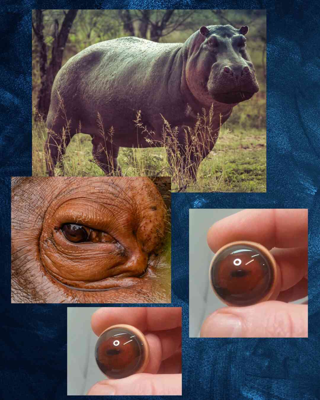 Hippo - Small horizontal split pupil with brown iris and blue and black outer rings (Hip)