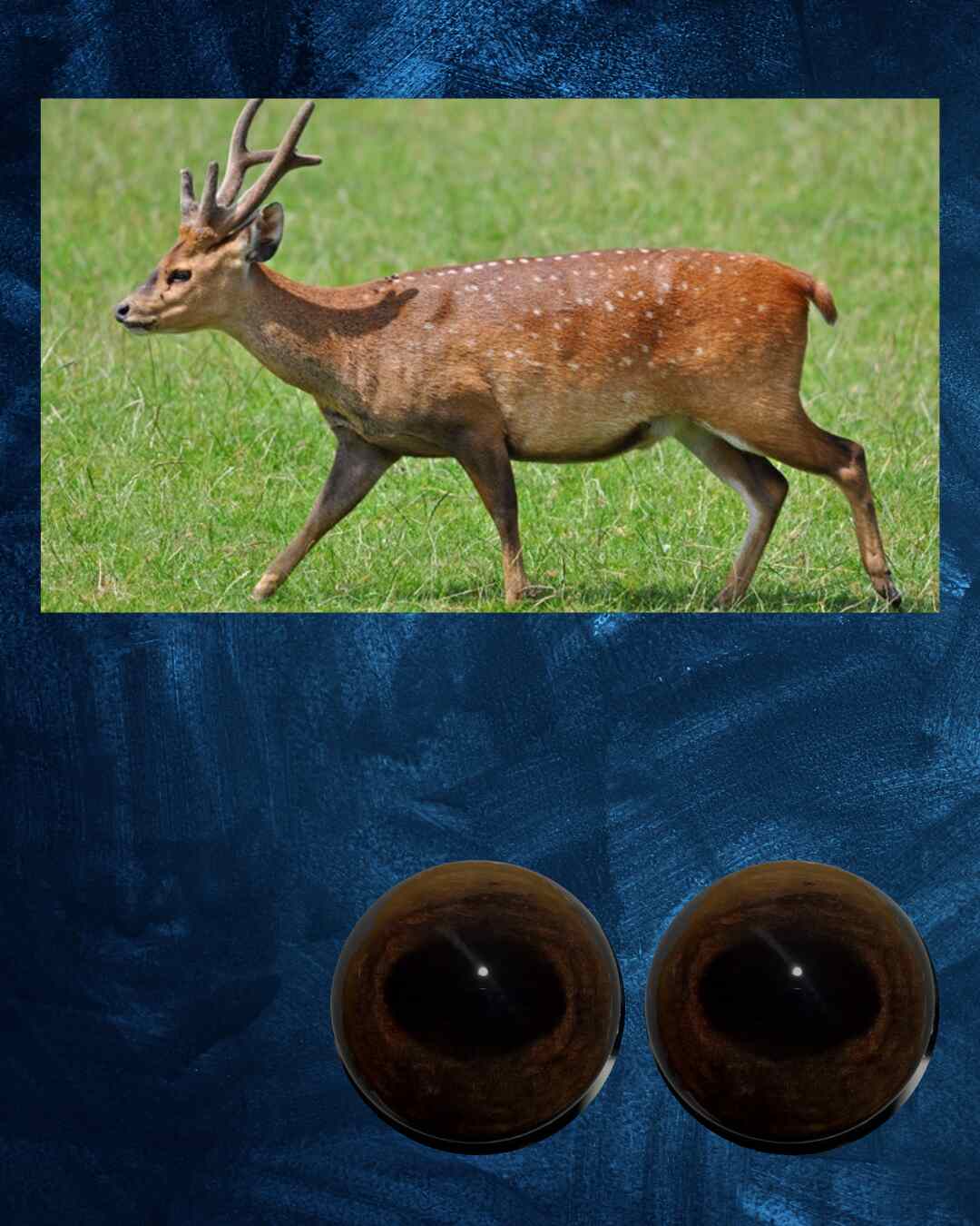 Hog Deer Eye- Oval Pupil with chocolate brown Iris and light brown mottling (KU)