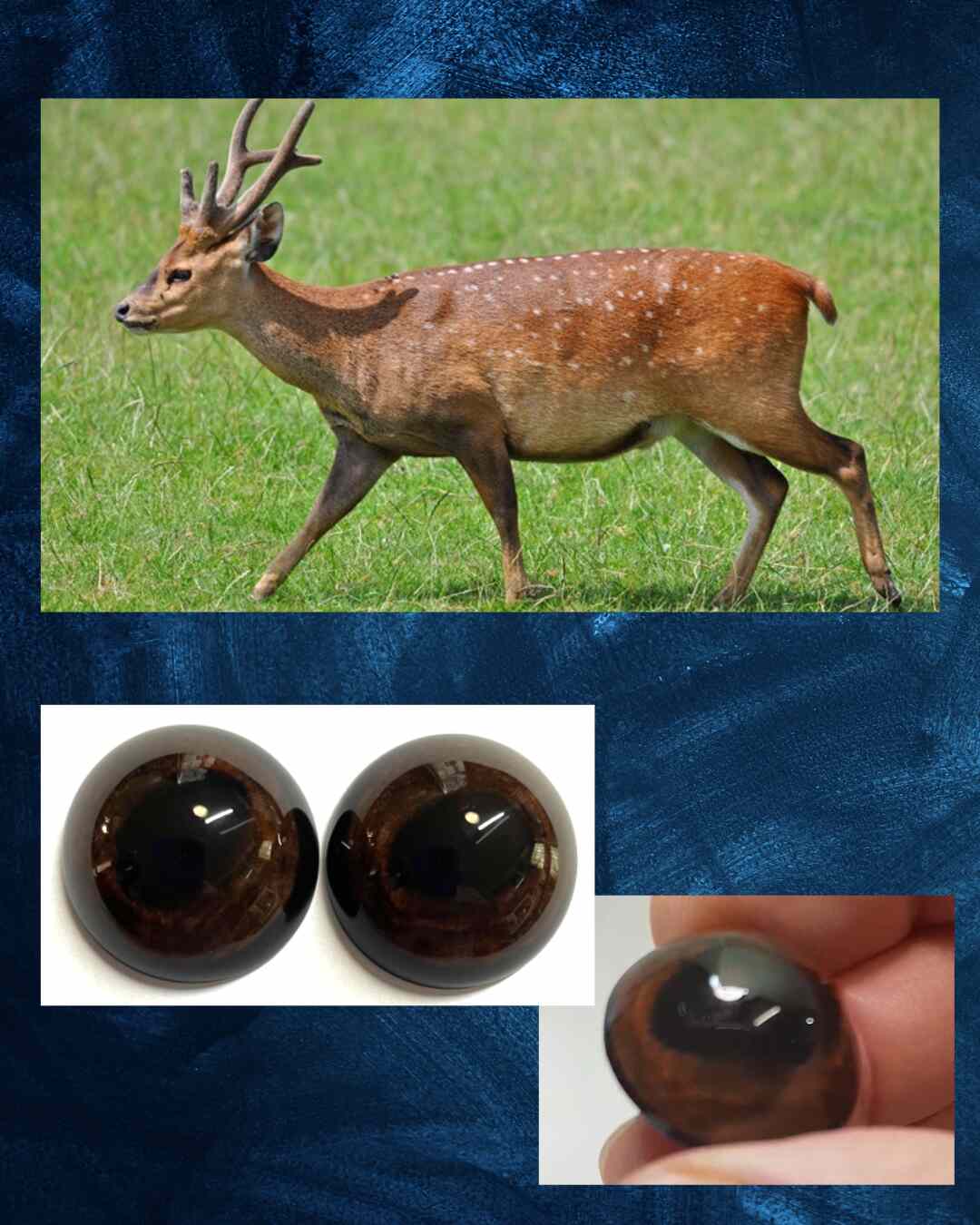 Hog Deer Eye- Oval Pupil with chocolate brown Iris and light brown mottling (KU)