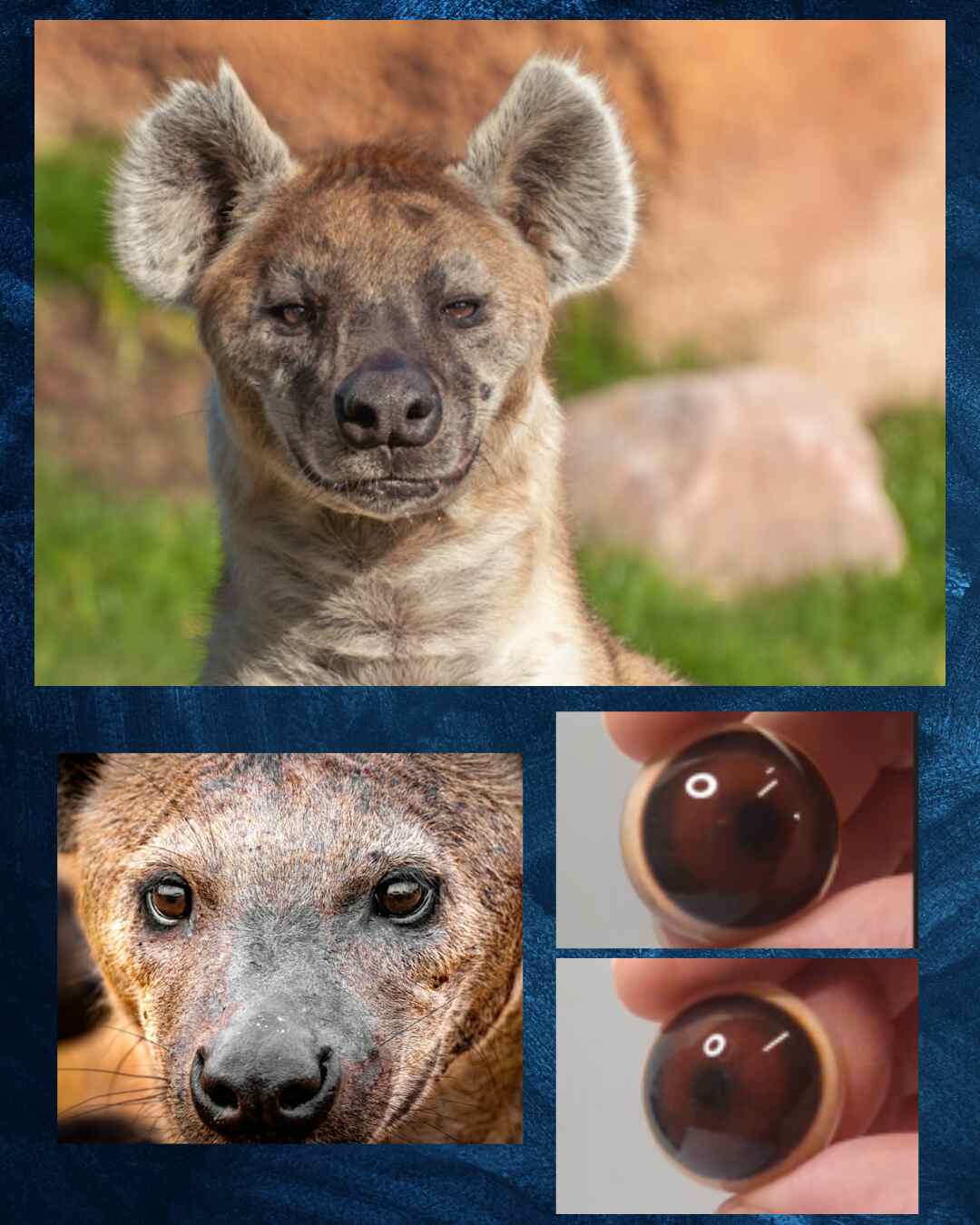 Hyena Eye - Round pupil with medium brown iris (Hyen)