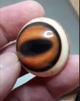 Ibex Eye - Oval Pupil with light-orange Iris (IB-LO)