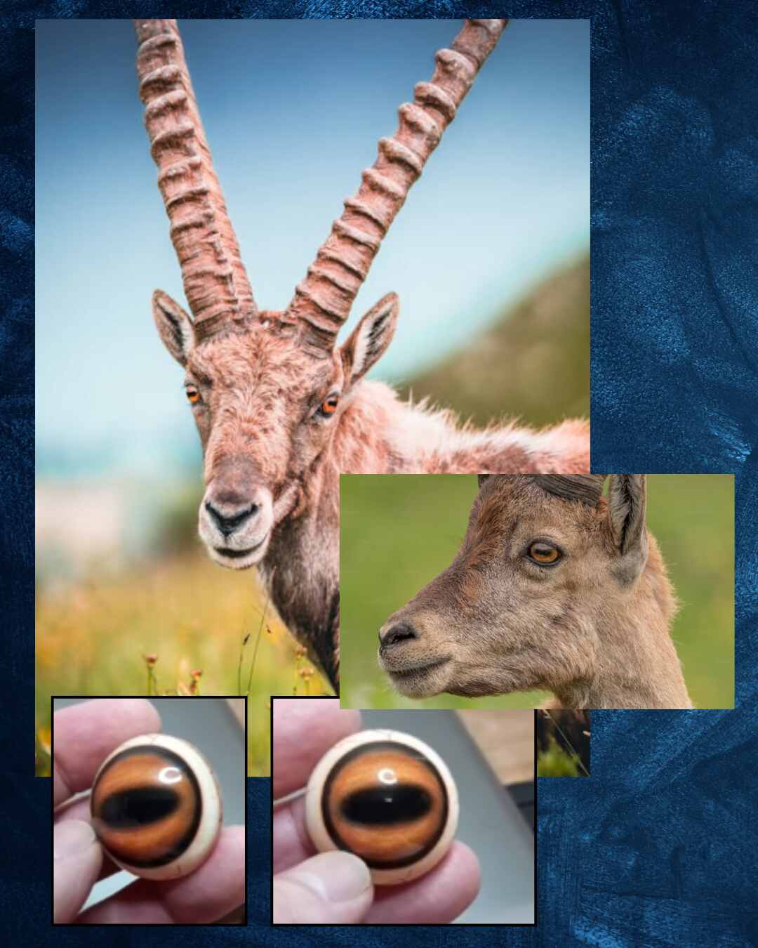 Ibex Eye - Oval Pupil with light-orange Iris (IB-LO)