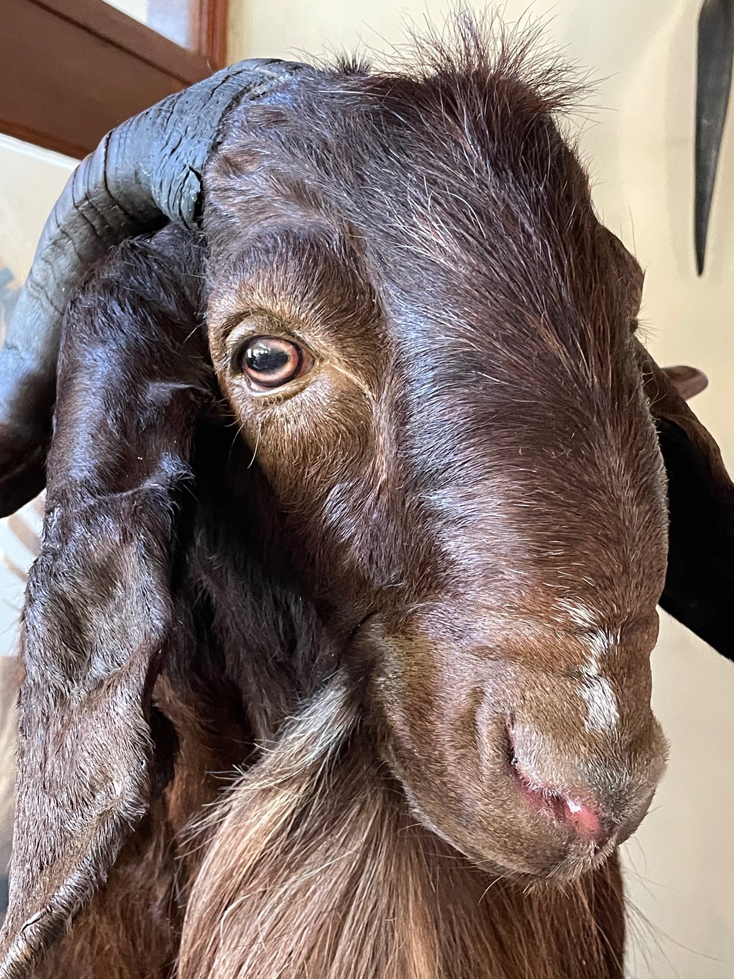 Goat - Oval Pupil, Light Creamy Iris with black outer iris ring (GD)