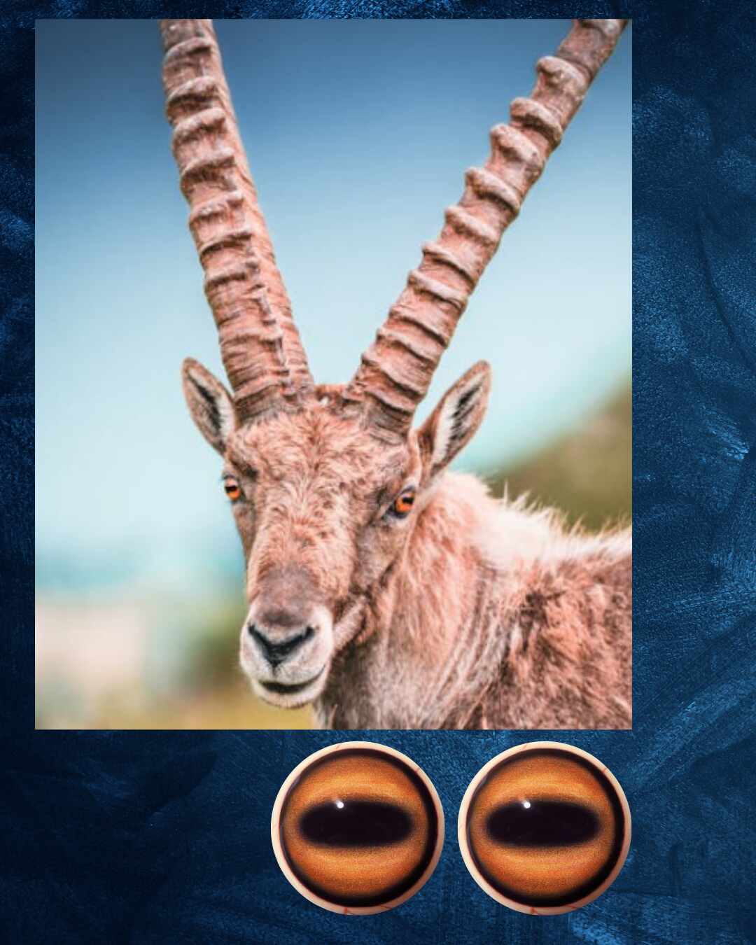 Ibex Eye - Oval Pupil with light-orange Iris (IB-LO)