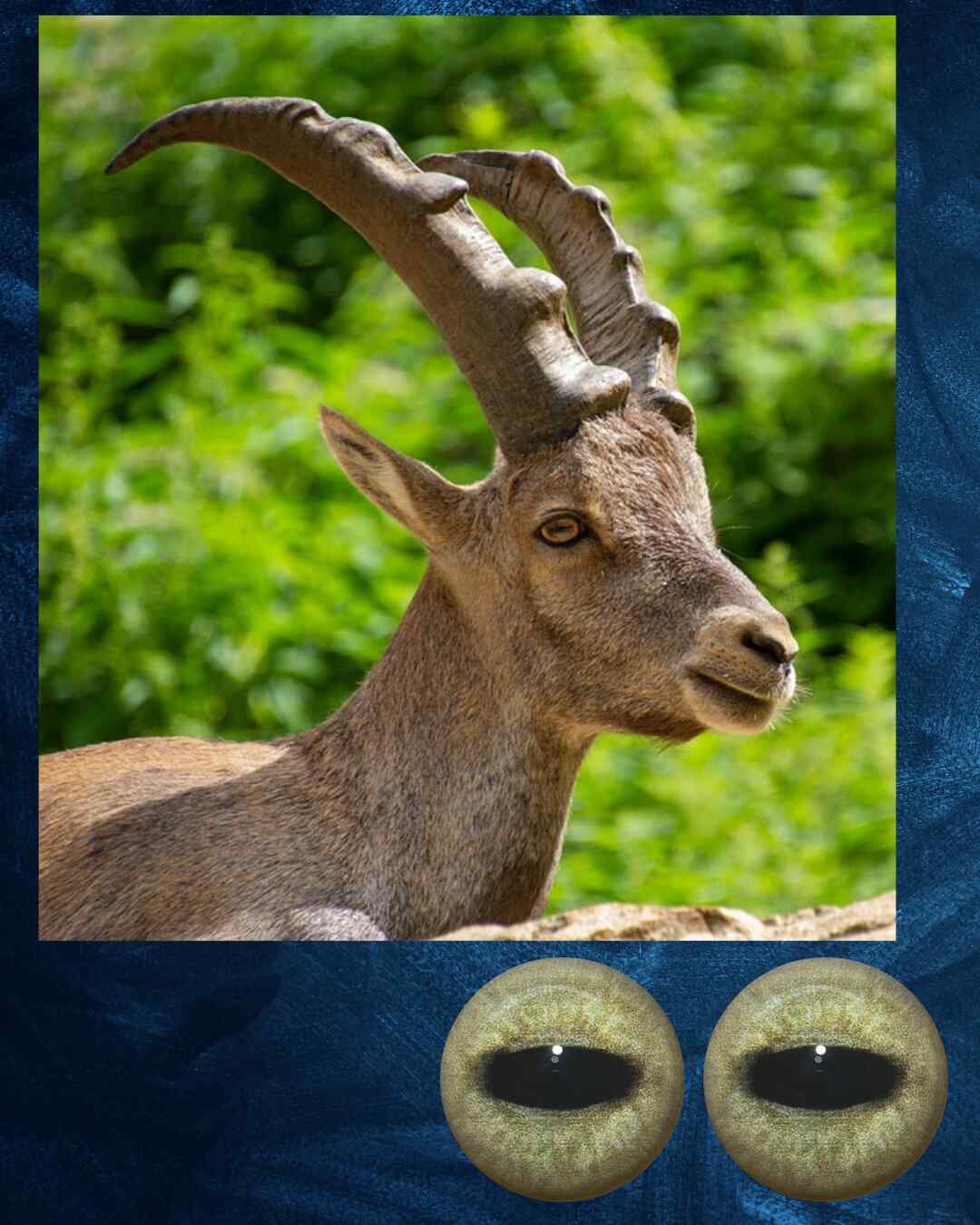Ibex - sheep Eye - Oval Pupil with light yellow Iris and brownish veins (MFY)