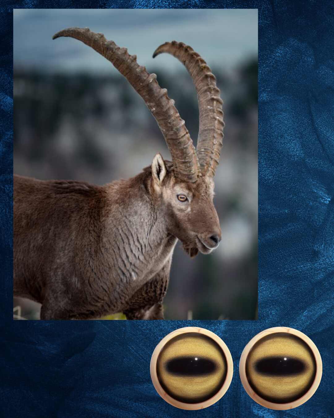 Ibex - sheep Eye - Oval Pupil with bright yellow Iris (SH-LY)