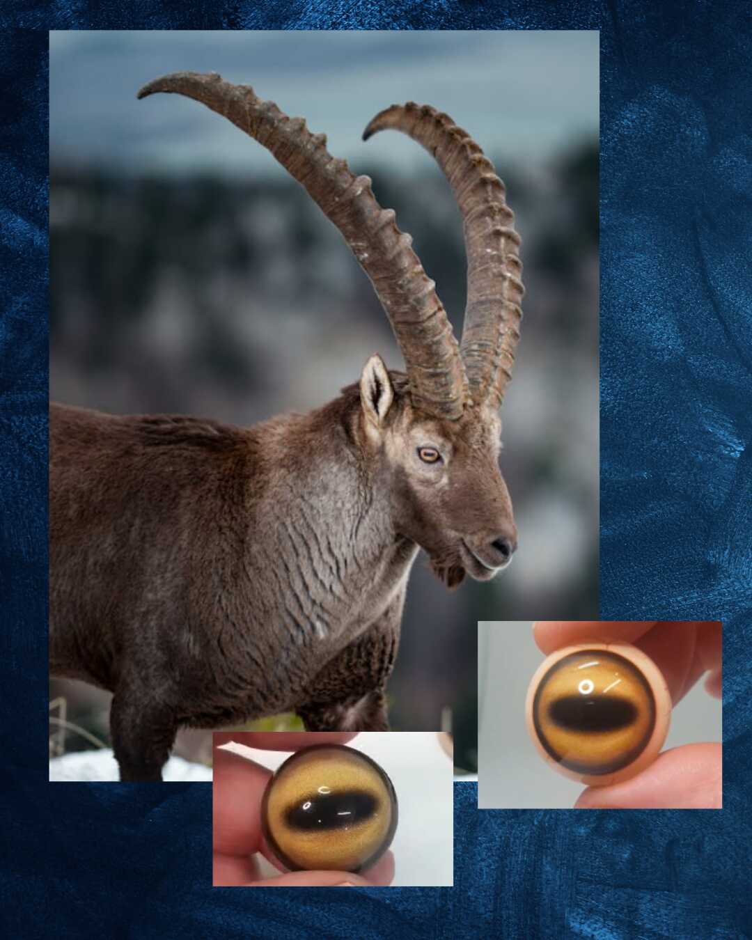 Ibex - sheep Eye - Oval Pupil with Light yellow Iris (SH-LY)