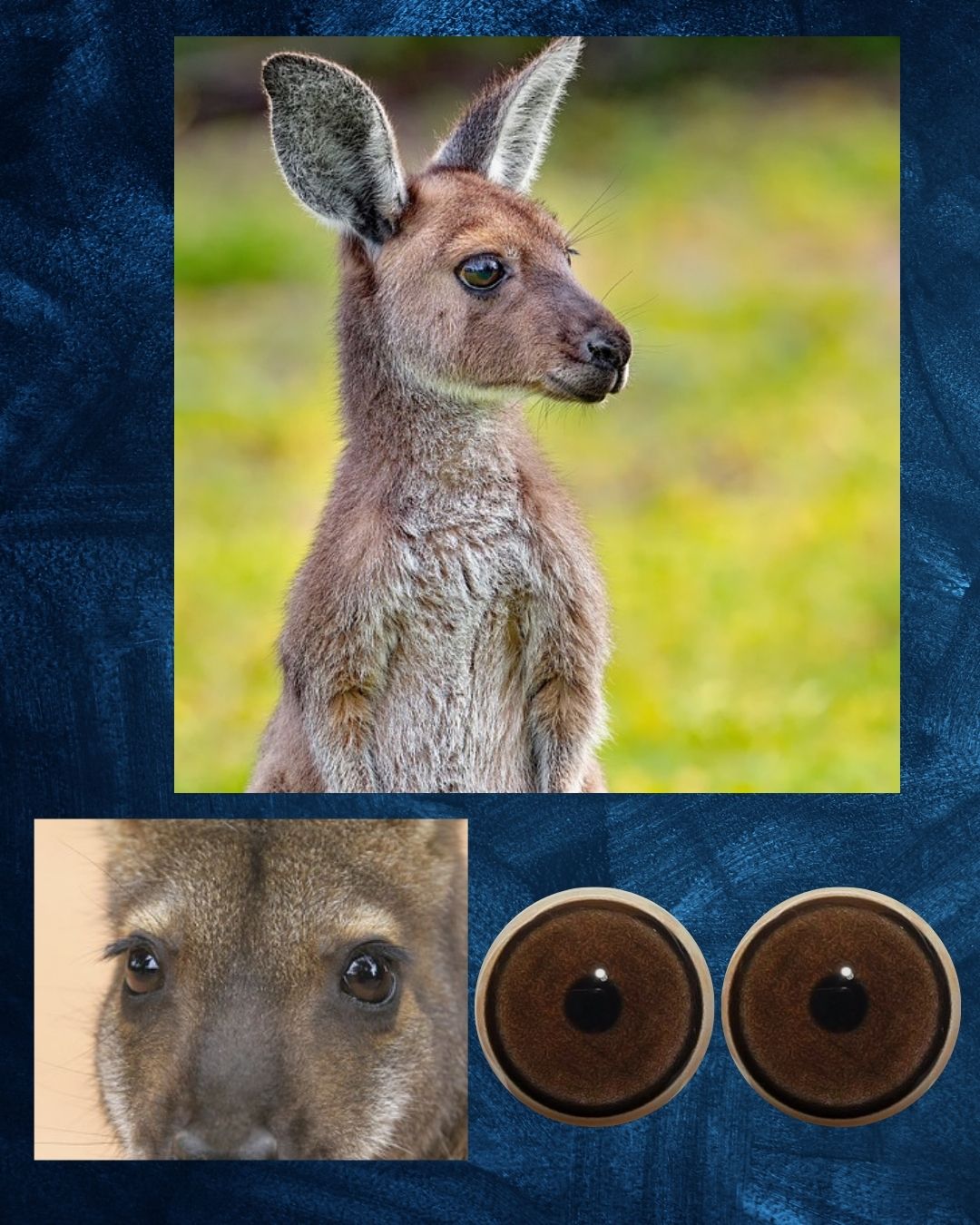 Kangaroo Eye - Round pupil with light brown iris (Kan)