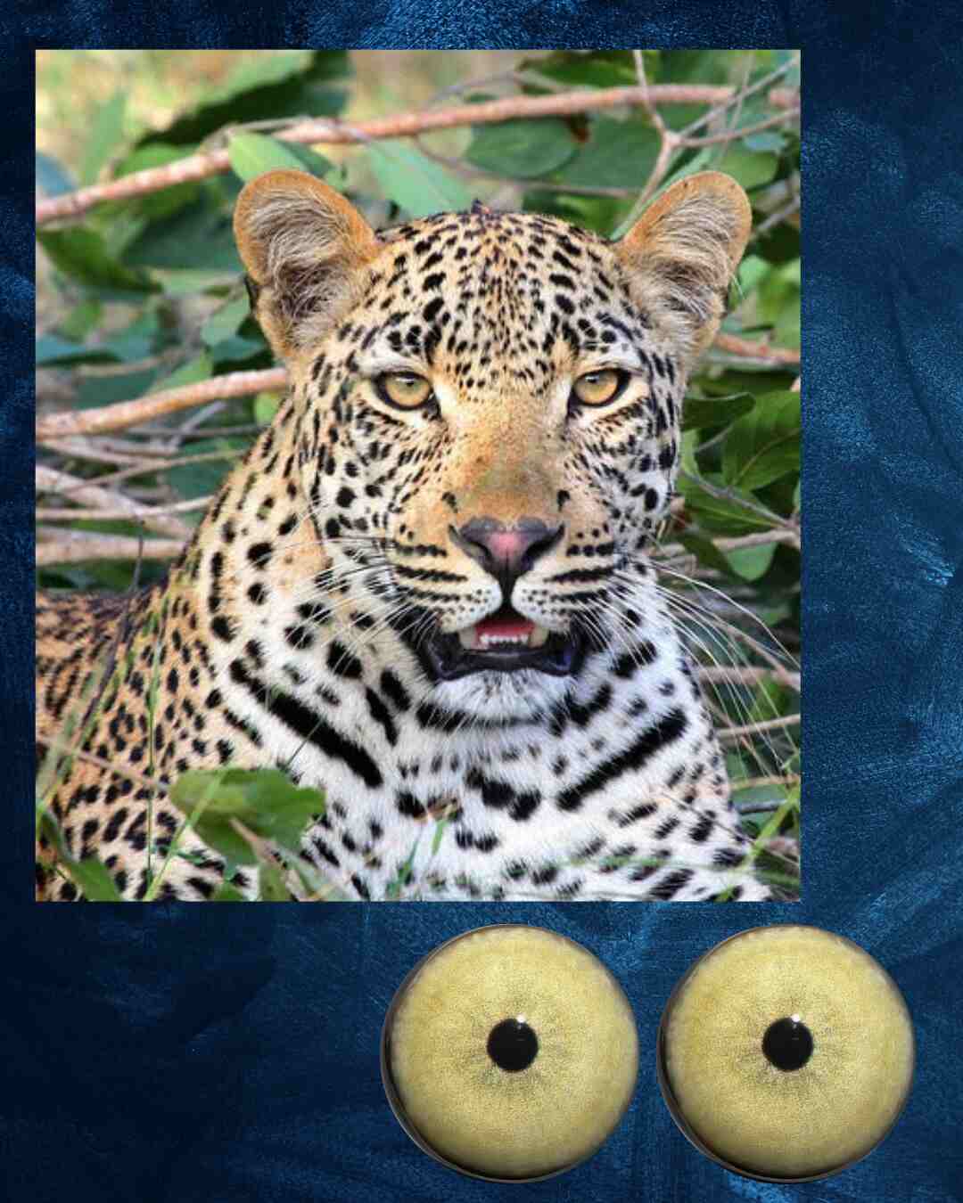 Leopard Eye - Small round pupil with yellow greenish iris and black outer ring (LEPY-SP)