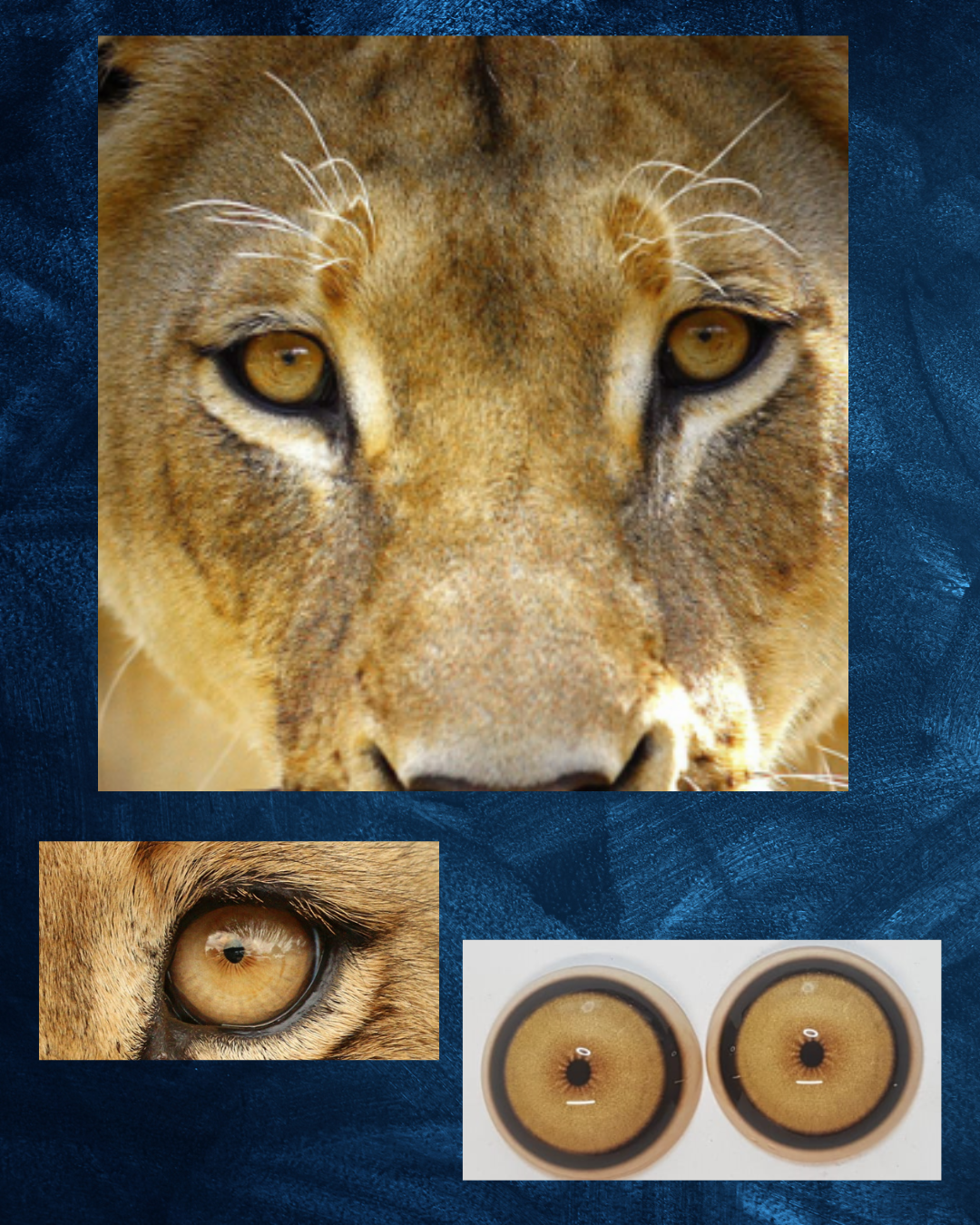 Lion Eye - Small pupil with yellow brown Iris and black and white outer rings (LCL)