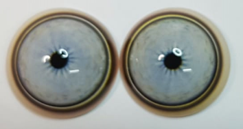 Lion Eye - Small pupil with light blue to white Iris and white, black and brown outer rings (LIB)