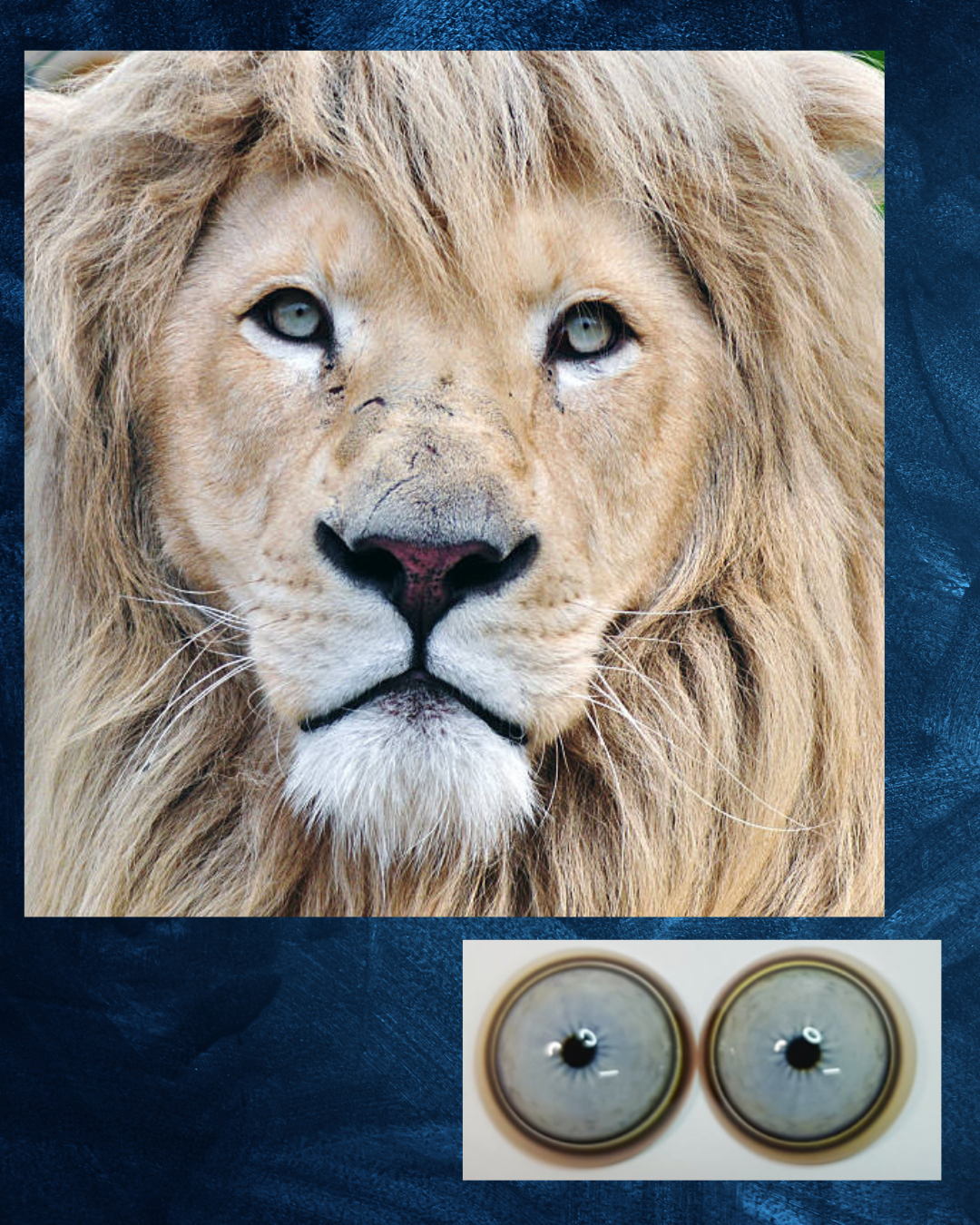 Lion Eye - Small pupil with light blue to white Iris and white, black and brown outer rings (LIB)