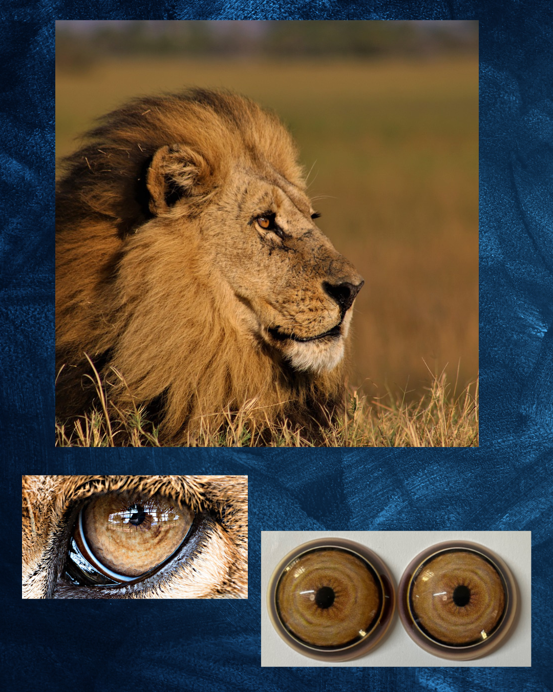 Lion Eye - Small pupil with yellow brown Iris and white, black and brown outer rings (LCT)