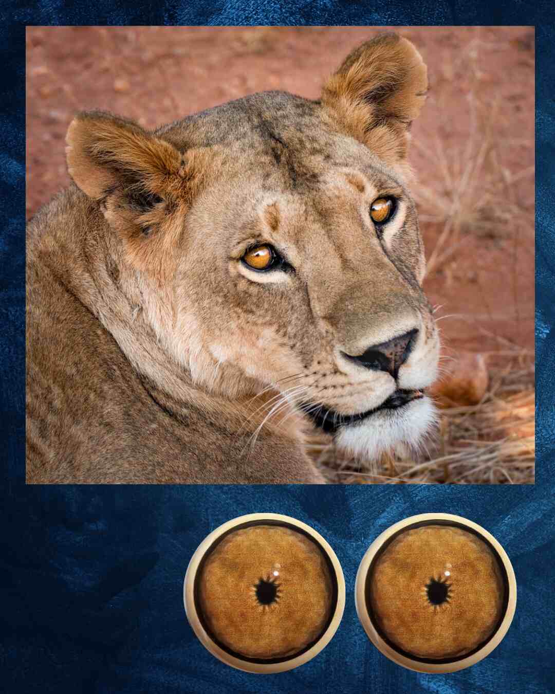Lion Eye - Small Pupil with light Brown iris (LJL)