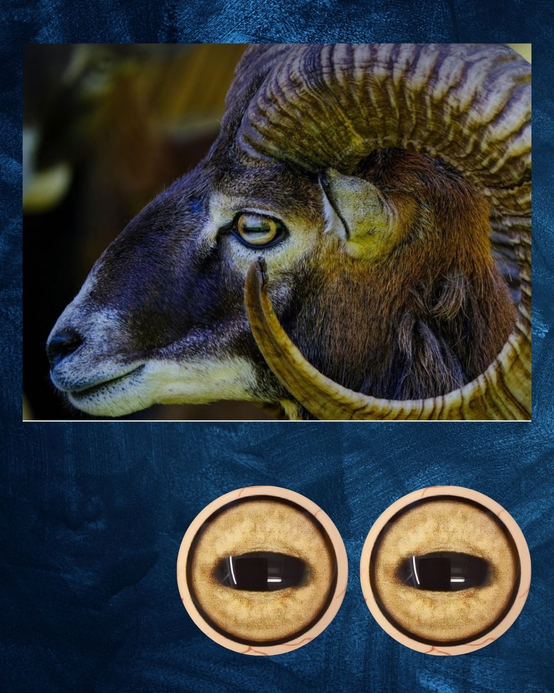 Mouflon Eye - Oval Pupil with yellow Iris (MFE)