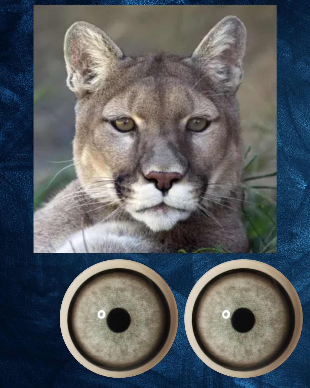 Mountain Lion Eye - Small pupil with light grey to green Iris (MLG-SP)