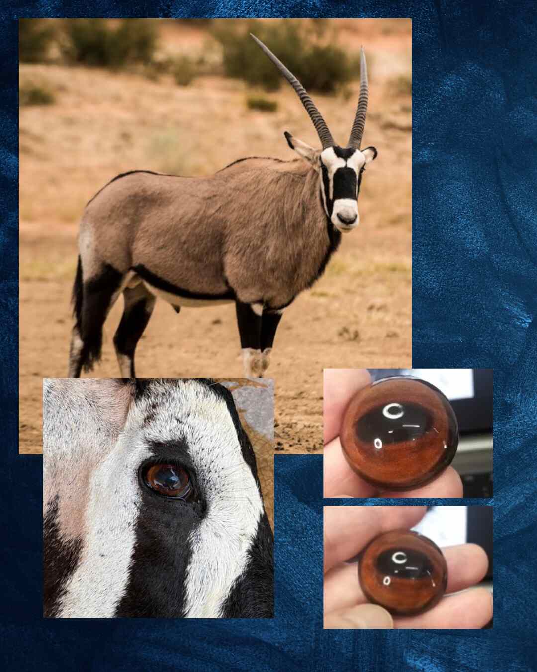 Oryx Eye - Oval Pupil with medium Brown Iris and dark outer ring (MidB)