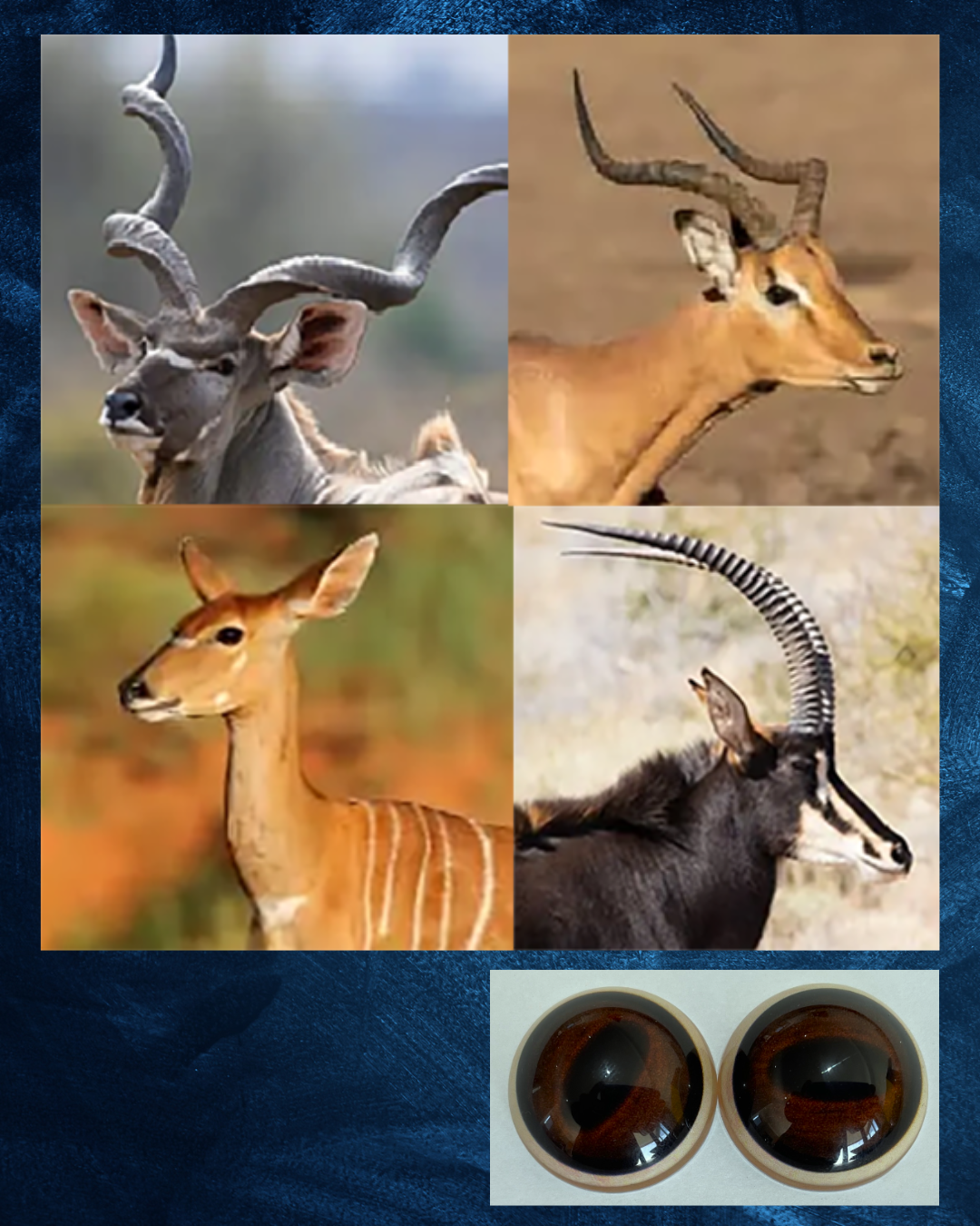 Mid Brown - African Antelope (MidB)