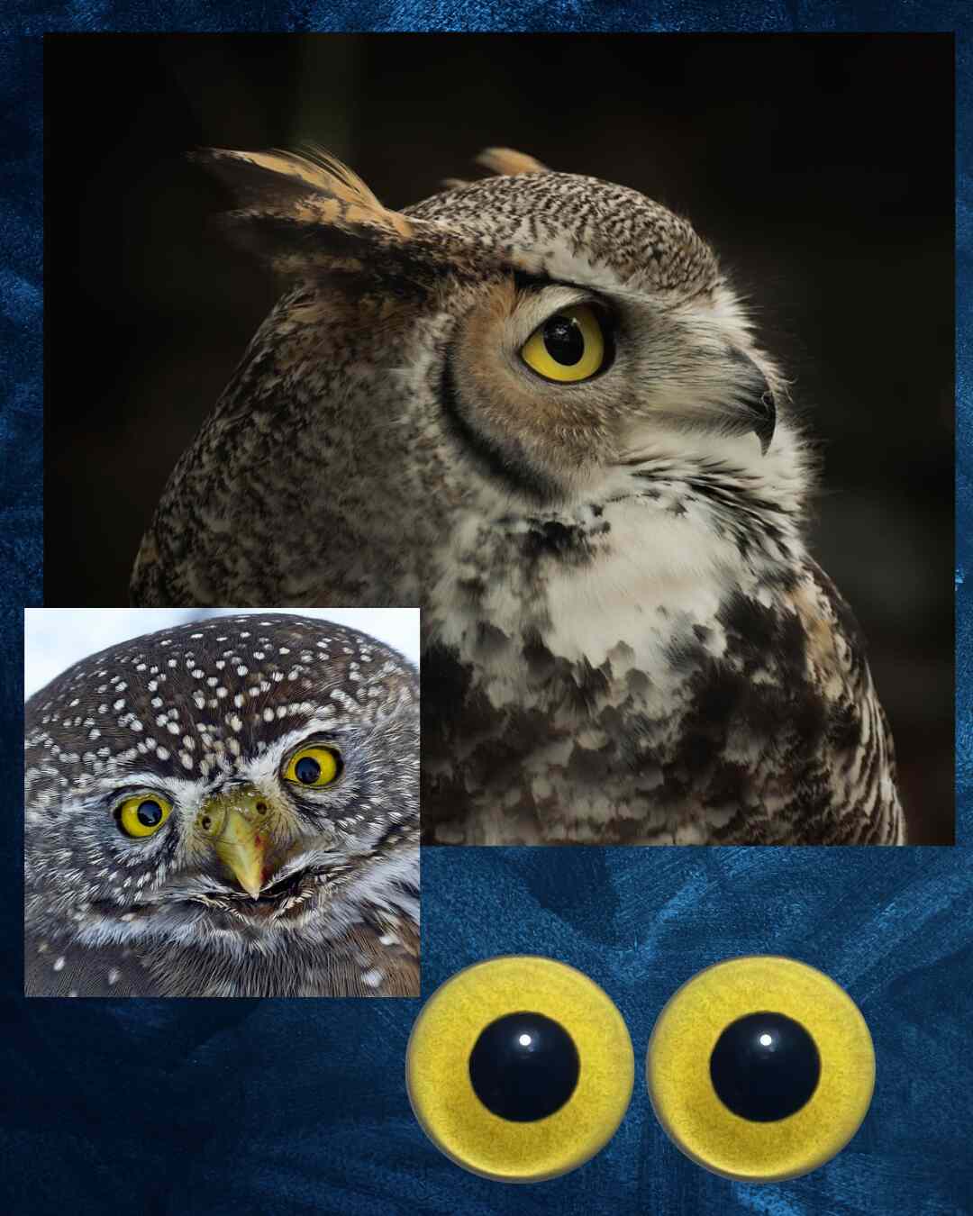 Owl Eye - Round pupil with yellow iris (OwlY)