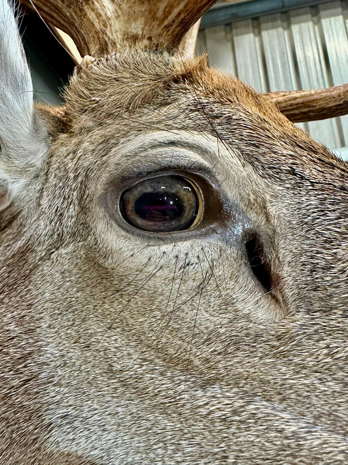 Fallow Deer - Oval Pupil with Mottled Blue-Grey Iris (FDM)