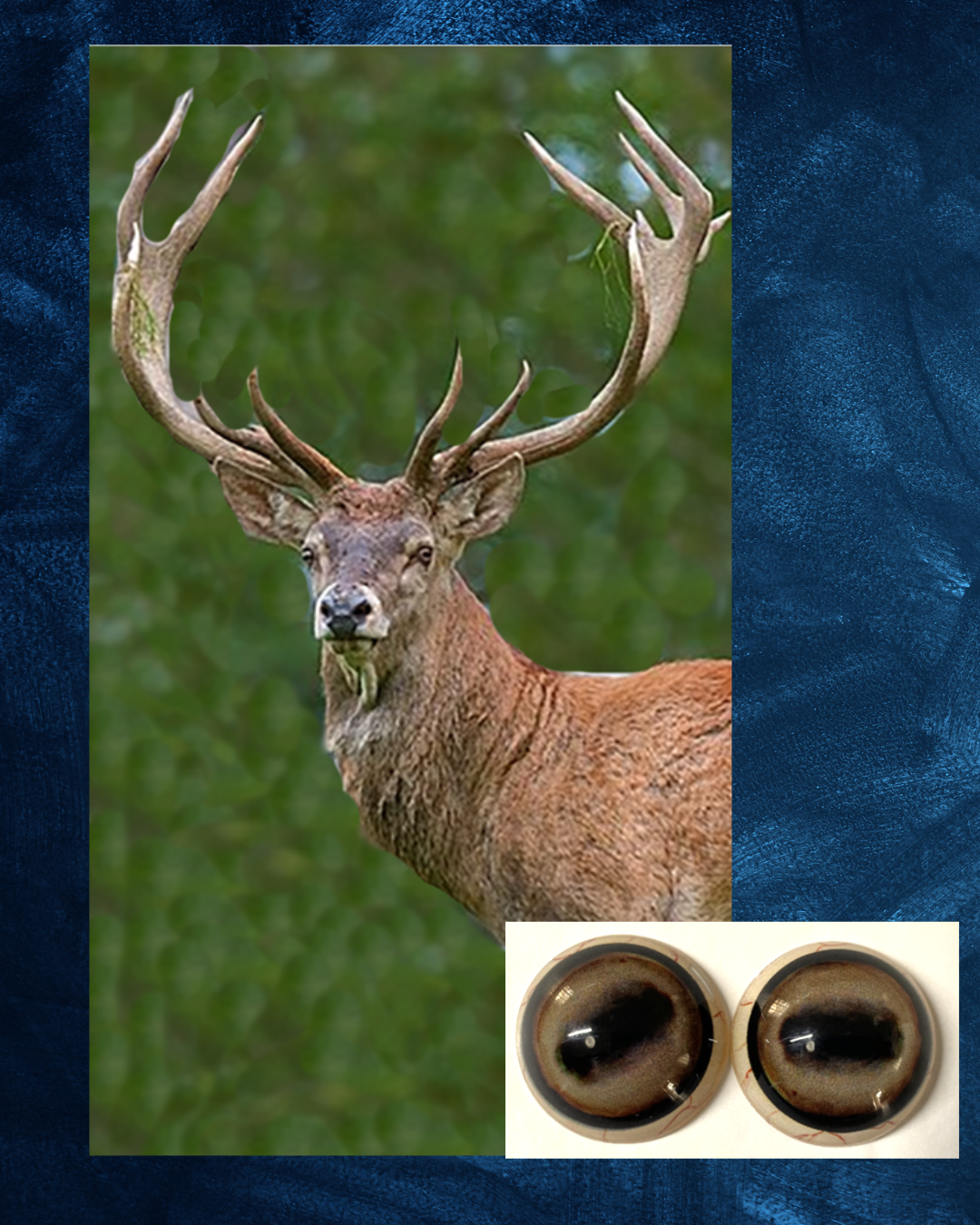 Red Deer Eye - Oval Pupil with creamy light brown Iris (FDL)