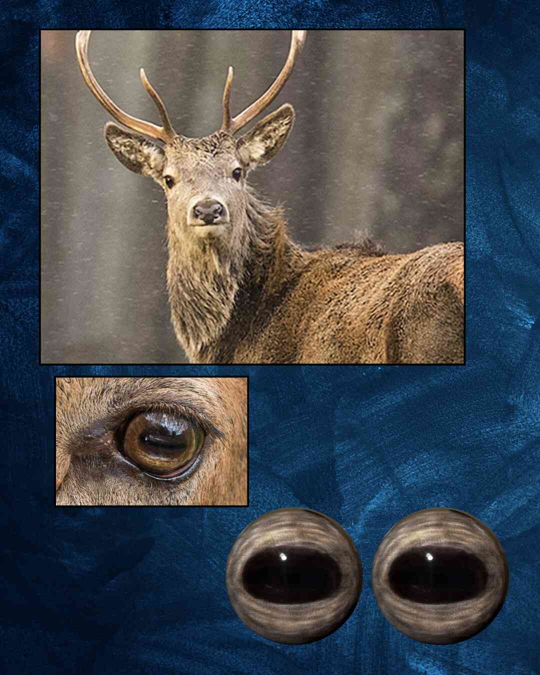 Red Deer Eye - Oval Pupil with medium brown Iris and creamy circular veins (RDB)