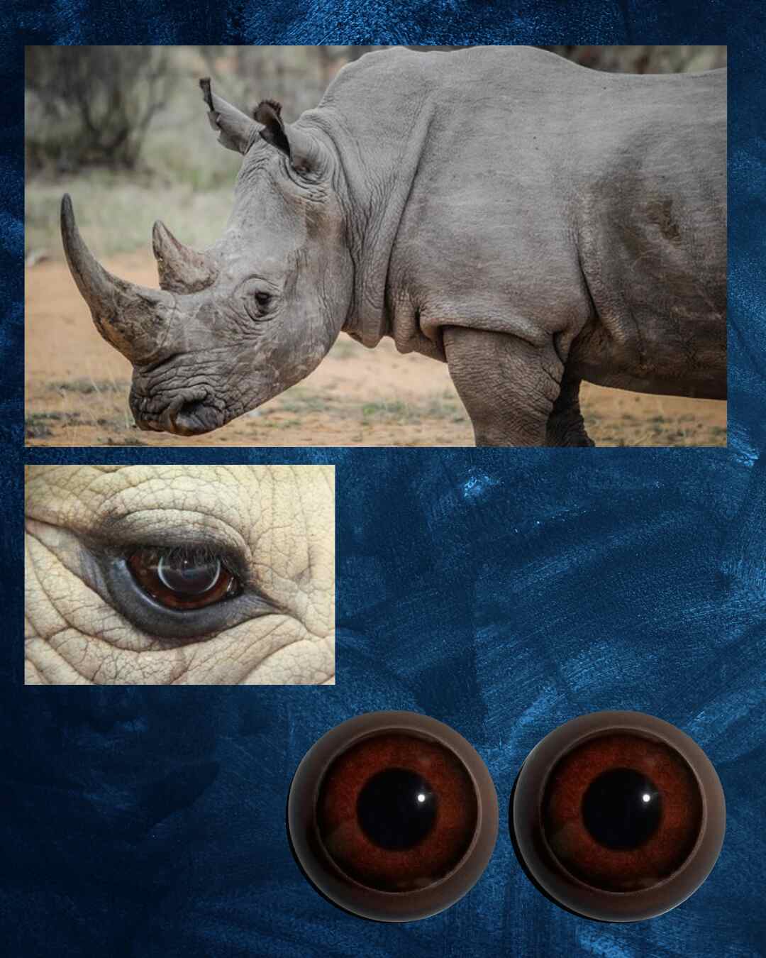 Rhino Eye - Round pupil with medium brown Iris and black inner and outer rings (RH)