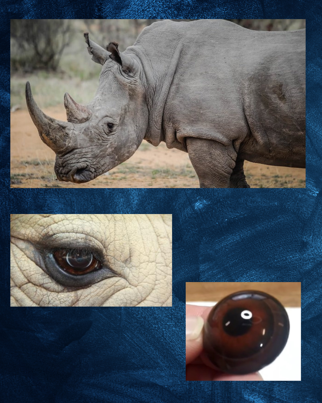 Rhino Eye - Round pupil with medium brown Iris and black inner and outer rings (RH)