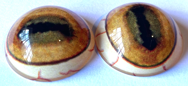 Sheep Eye - Oval pupil with saturated yellow irus and brown outer ring (SH)